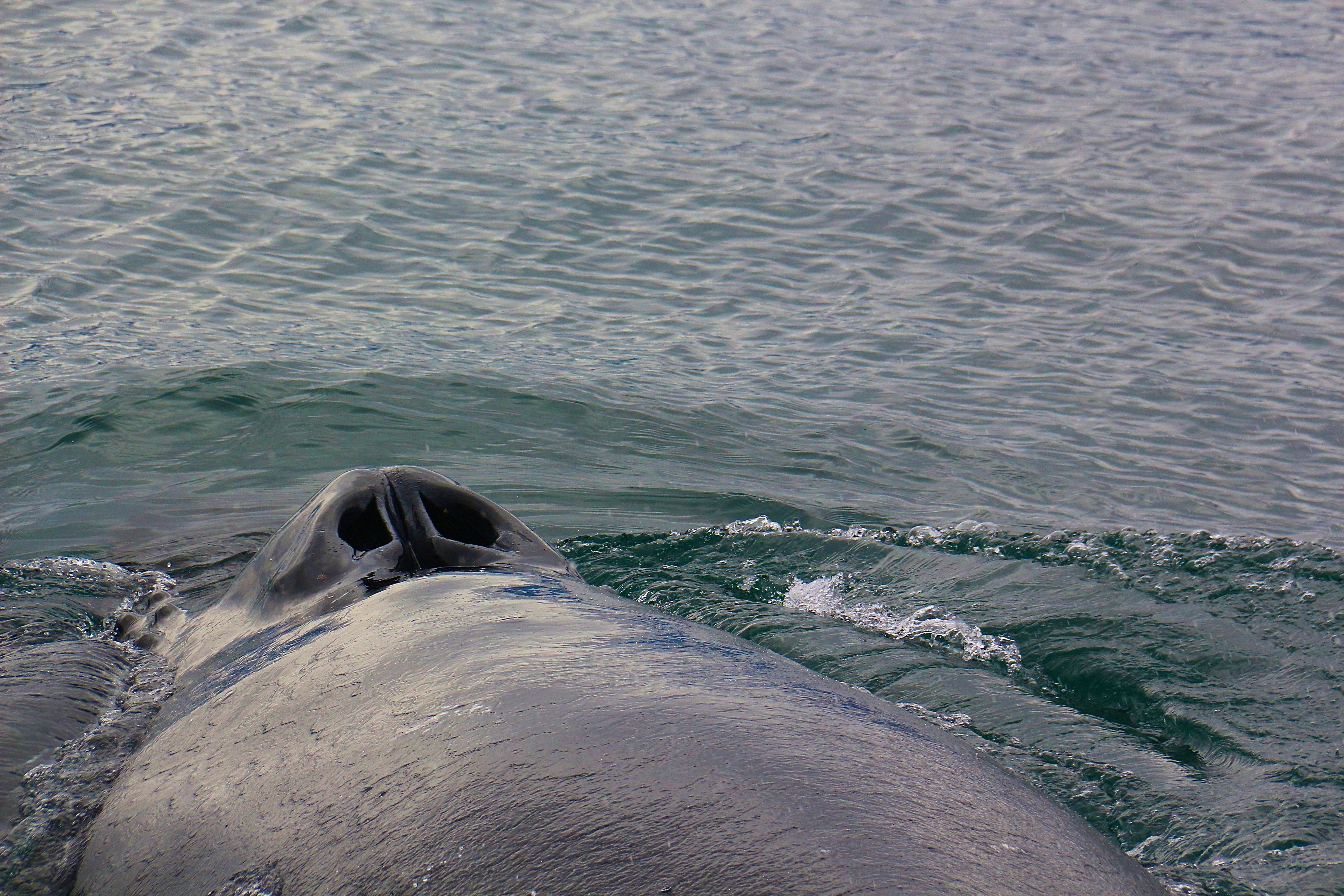 BALEINE À BOSSES
