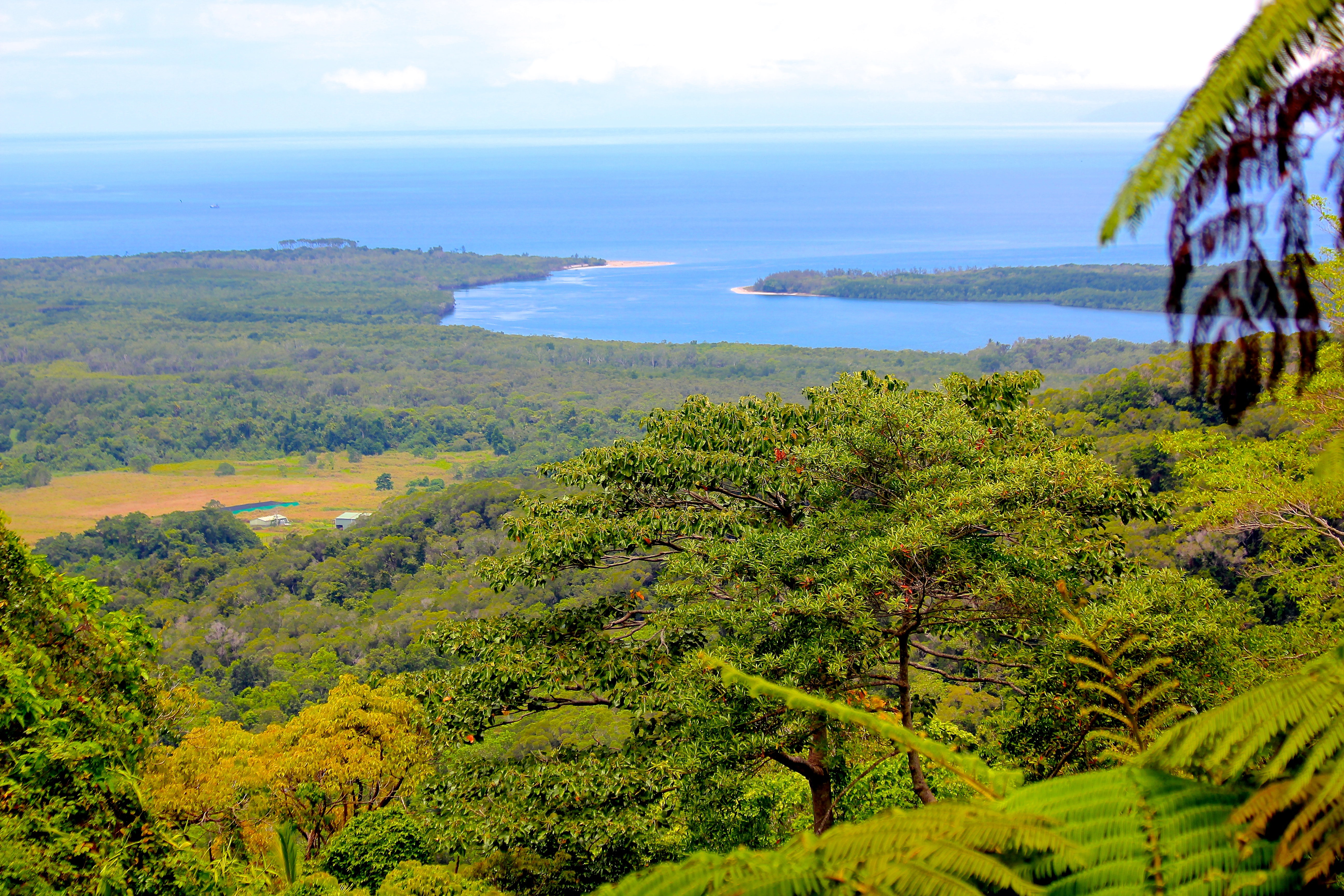 DAINTREE RAINFOREST
