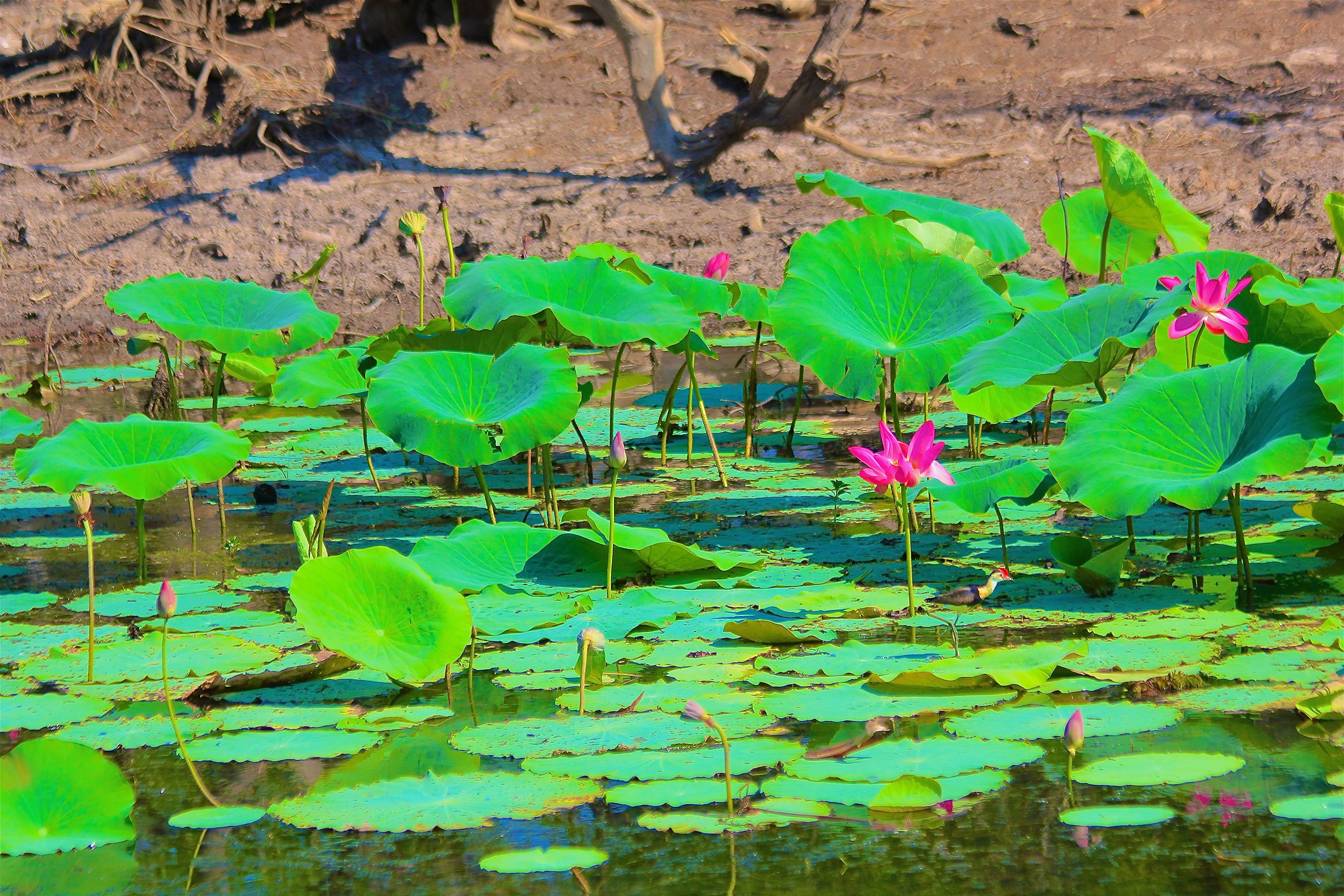 KAKADU NATIONAL PARK