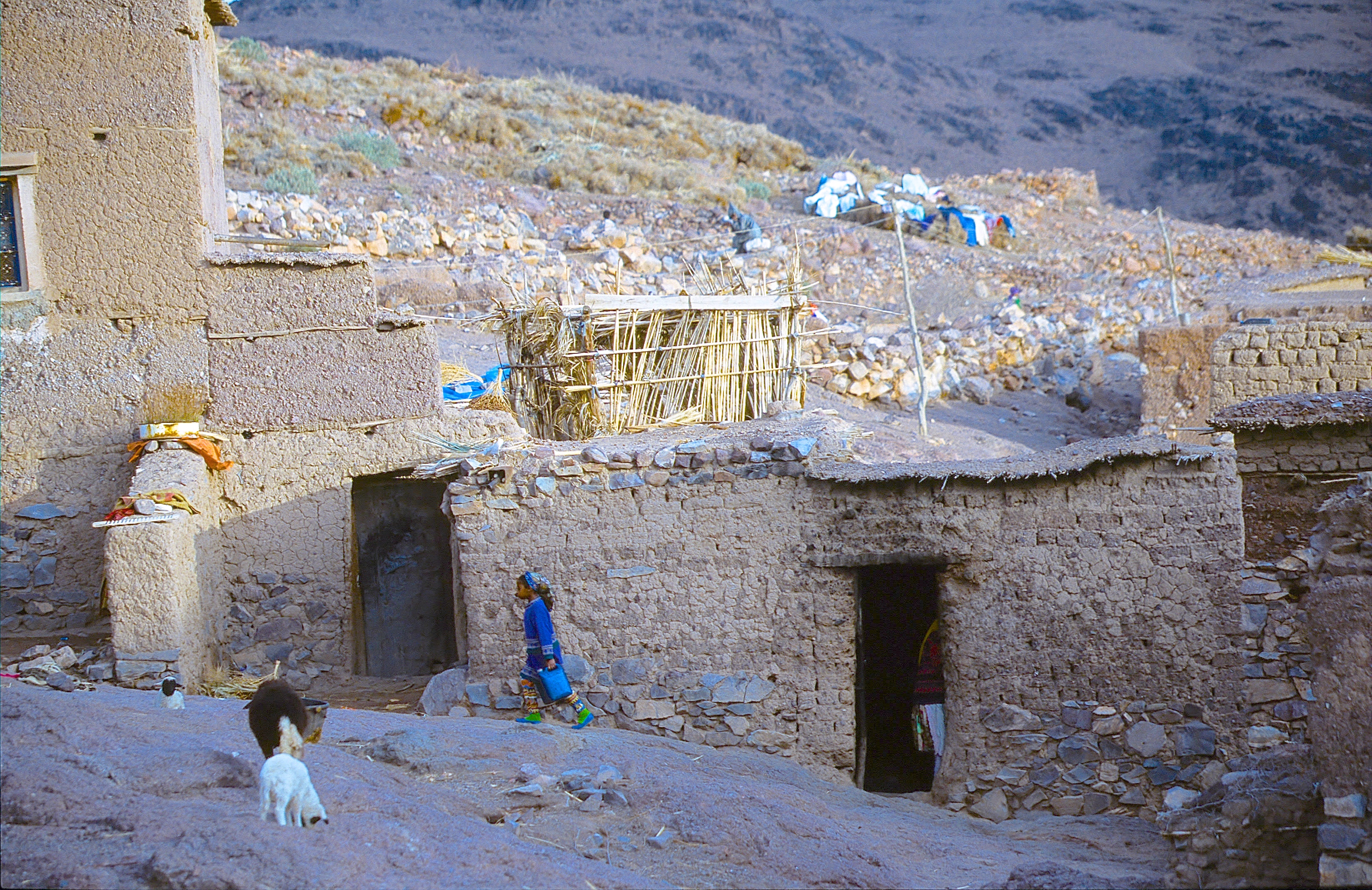 OASIS DE FINT