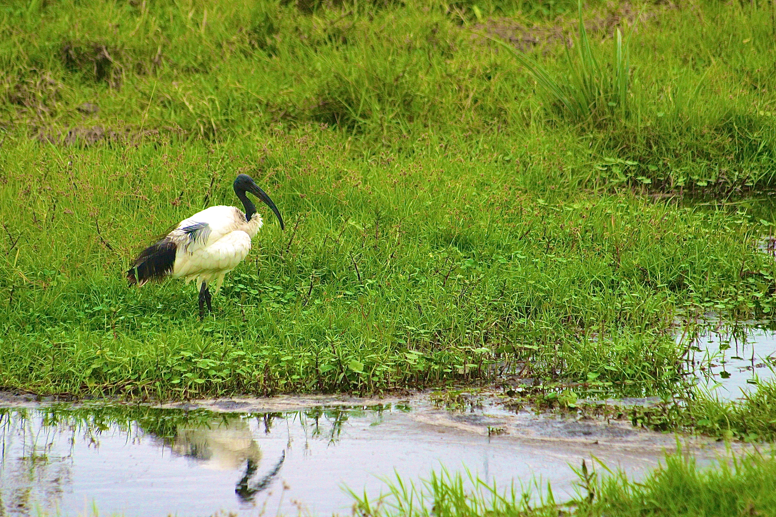 PARC NATIONAL D'AMBOSELI