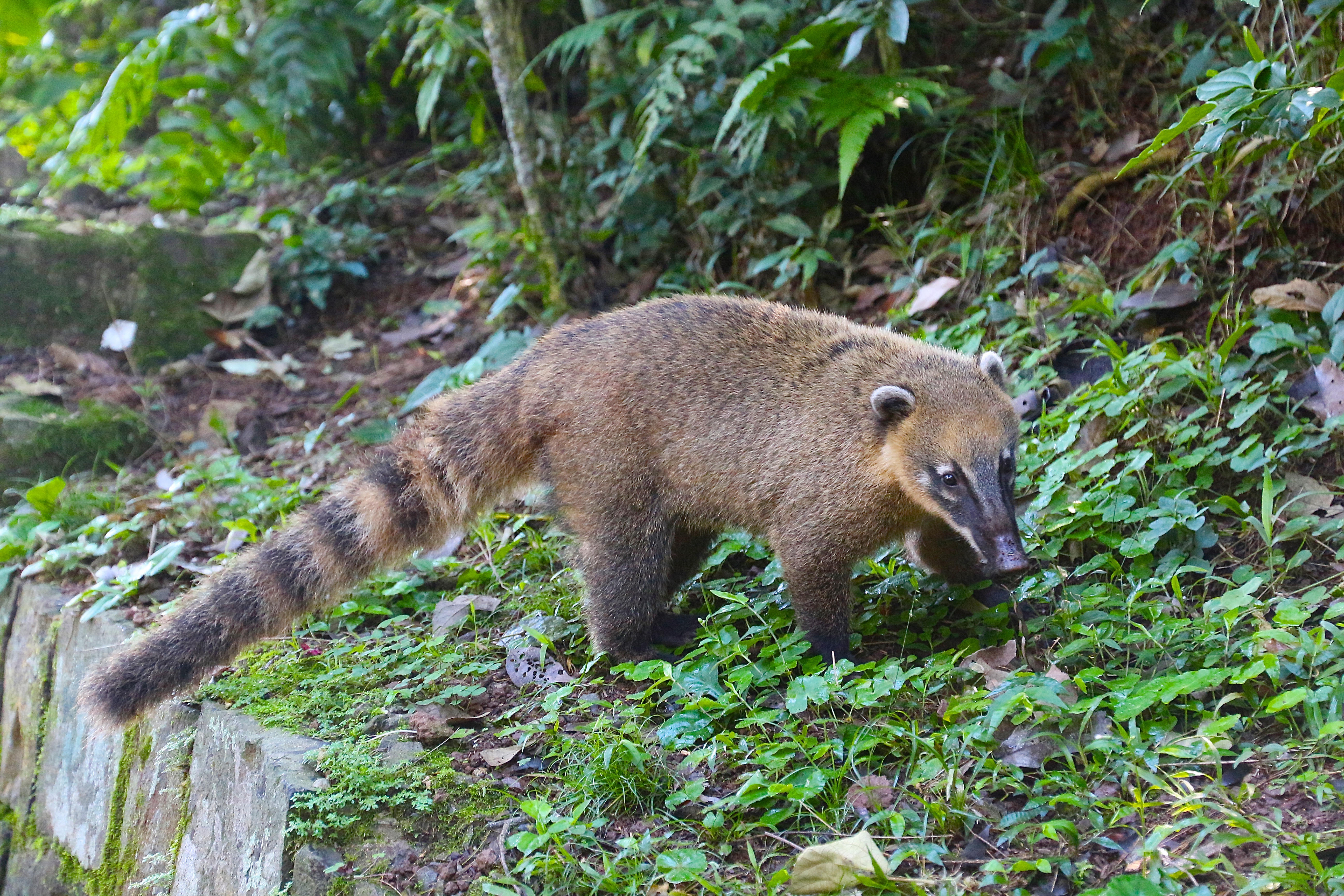 COATI