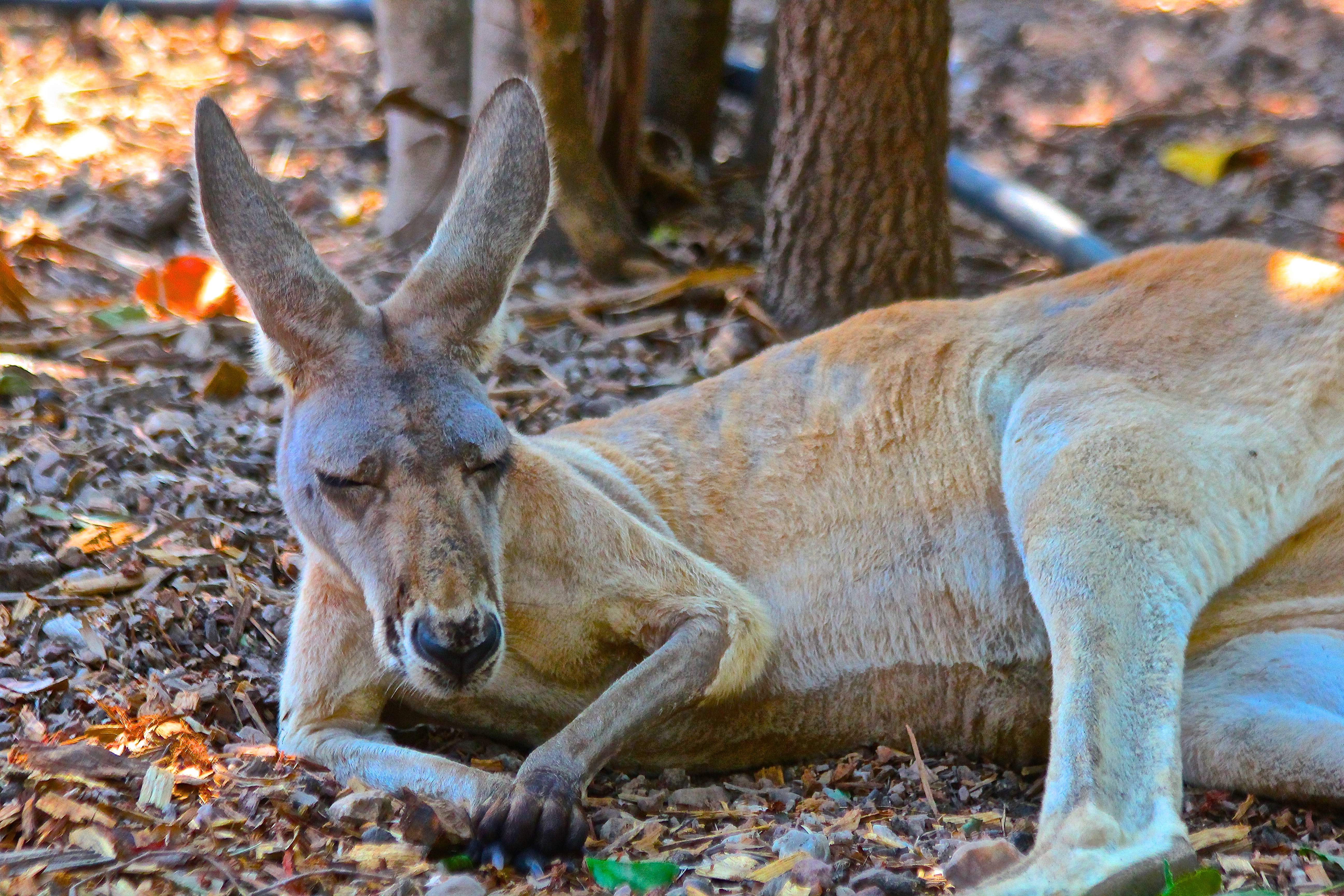 KANGOUROU ROUX