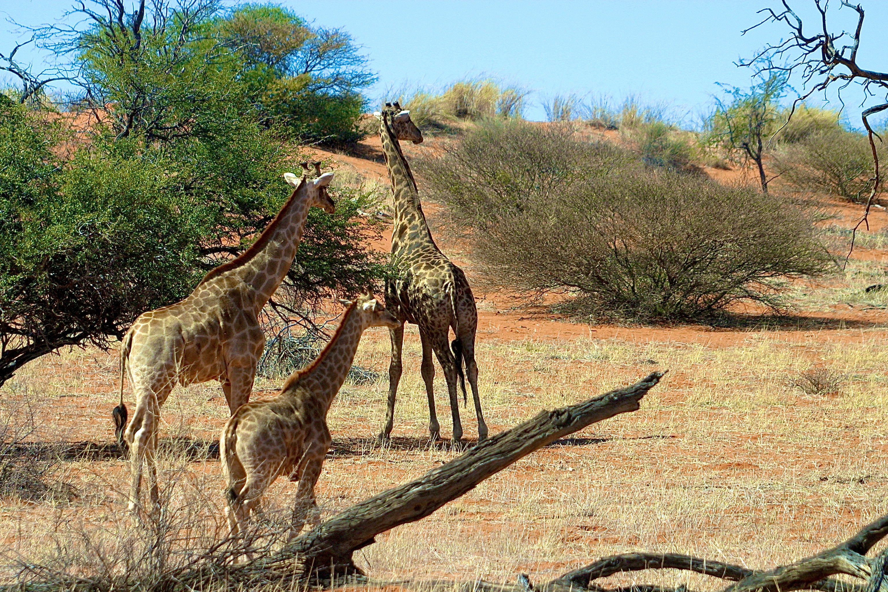 KALAHARI