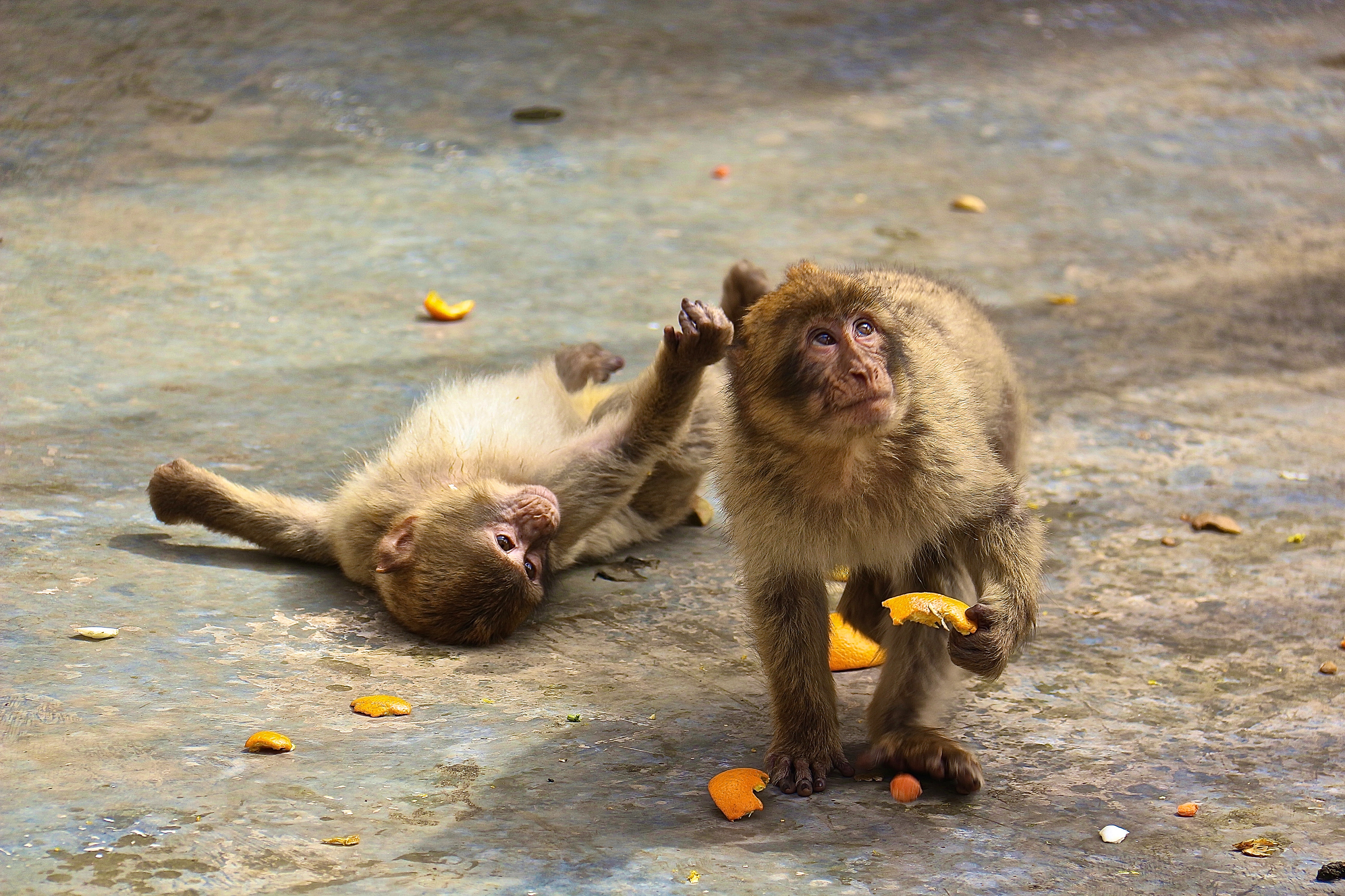 MACAQUE DE BARBARIE