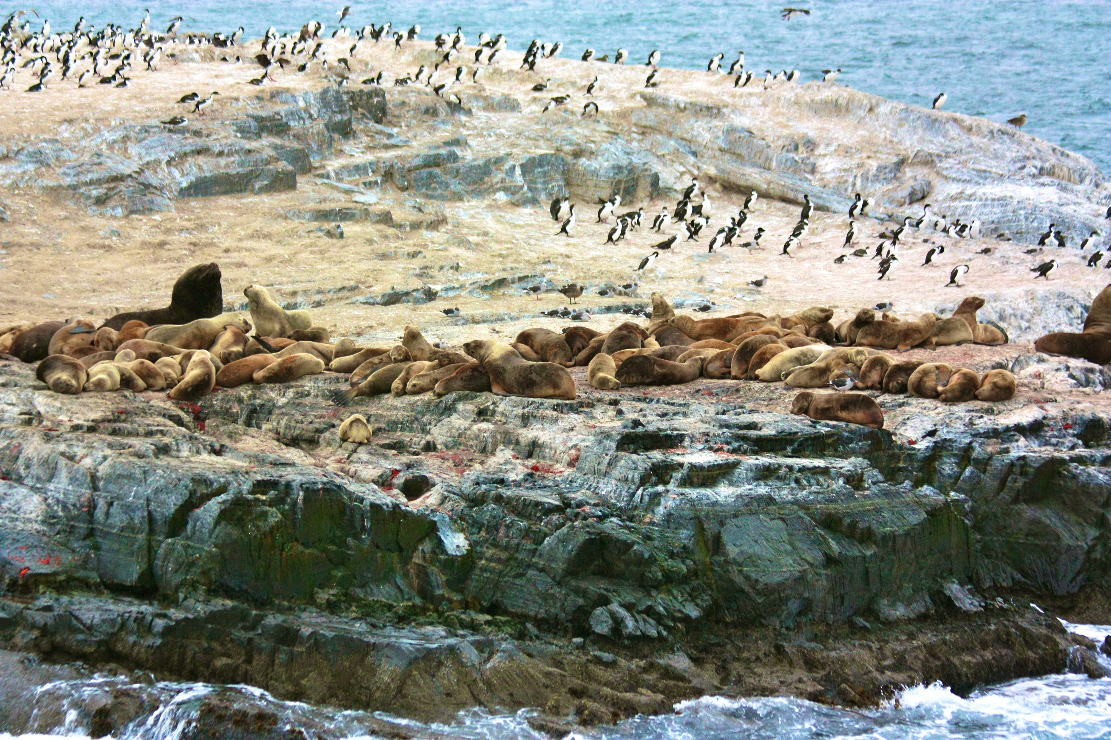 CANAL BEAGLE