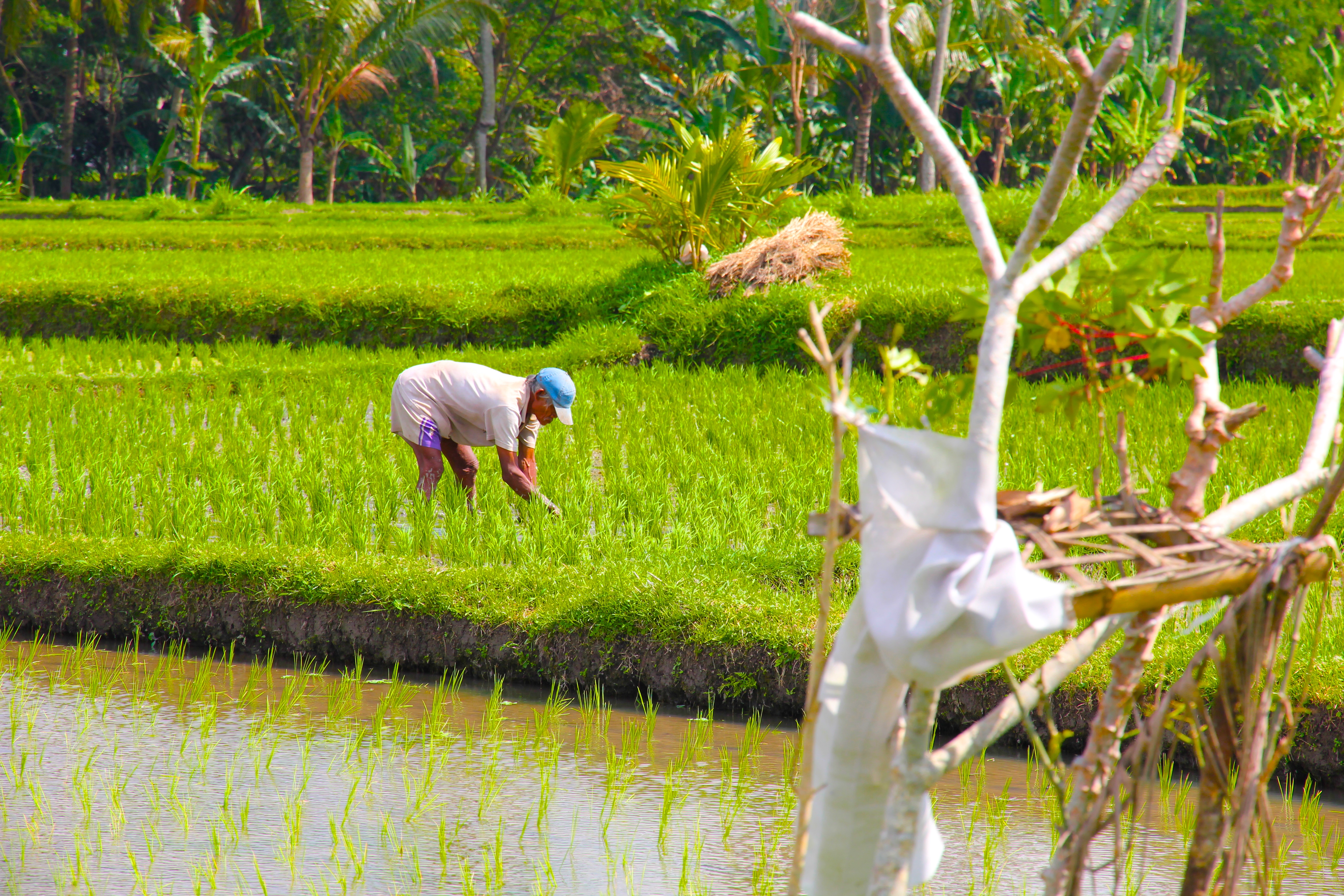 UBUD