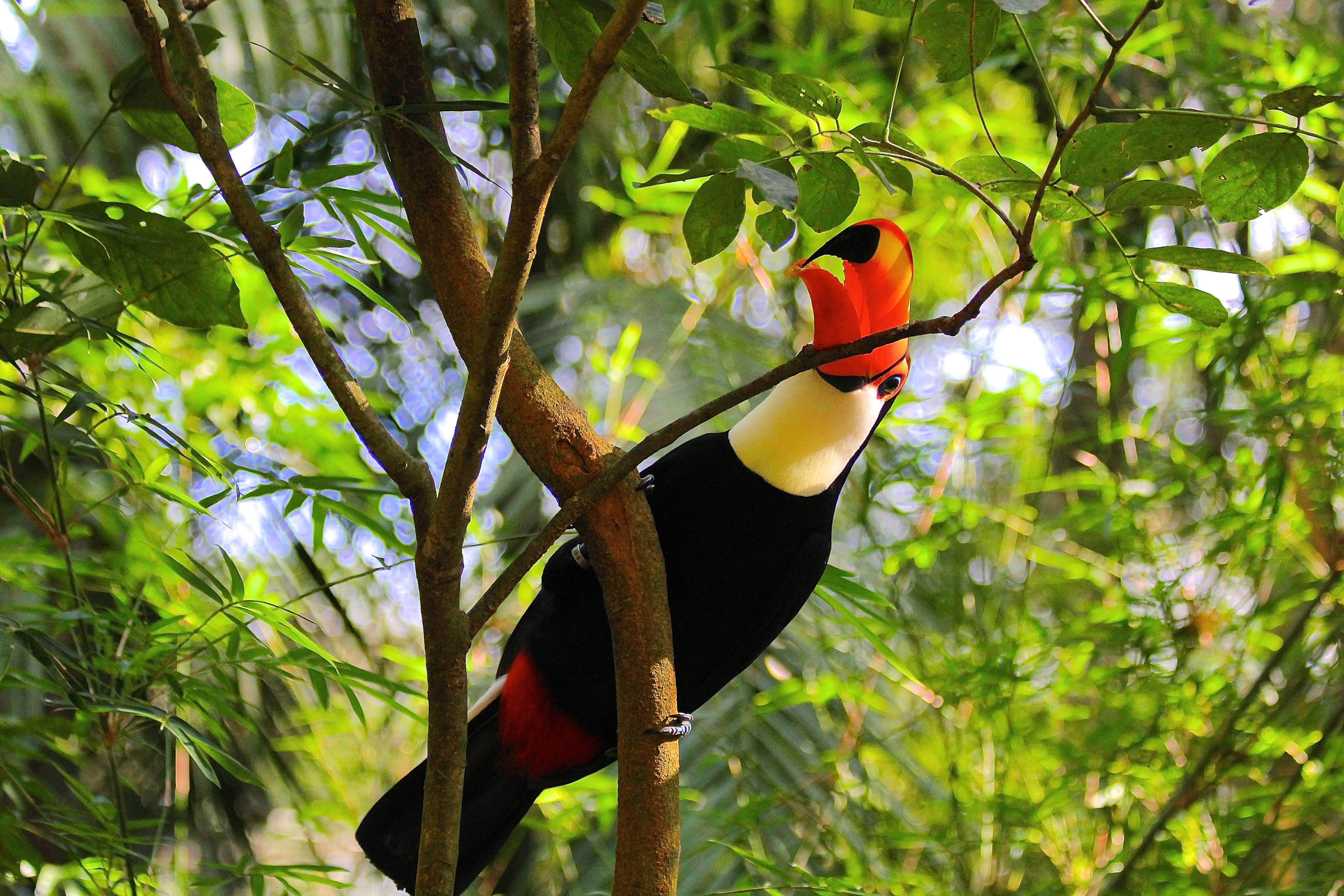 FOZ DE IGUAÇU (Brésil)