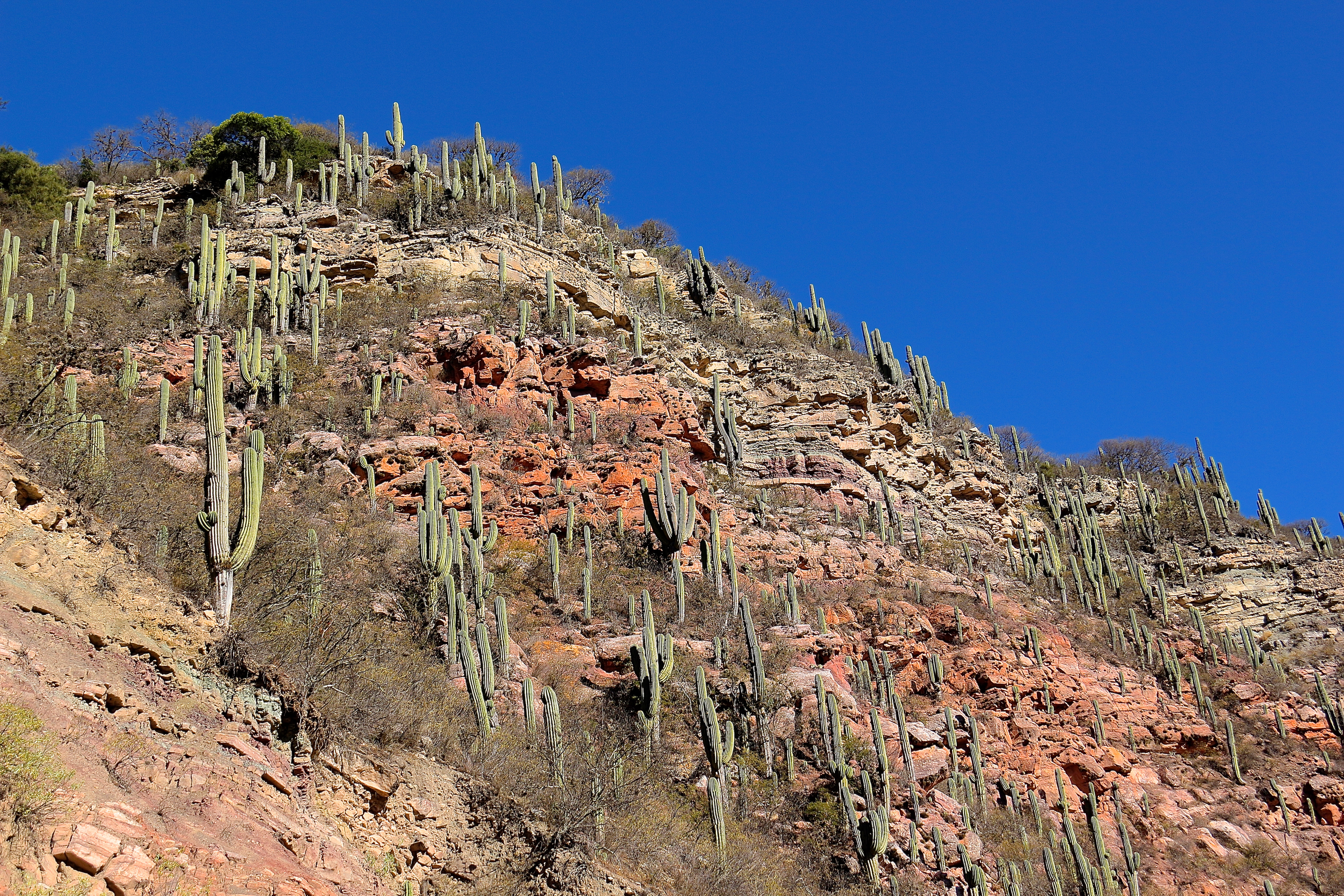 PARC DE LOS CARDONES