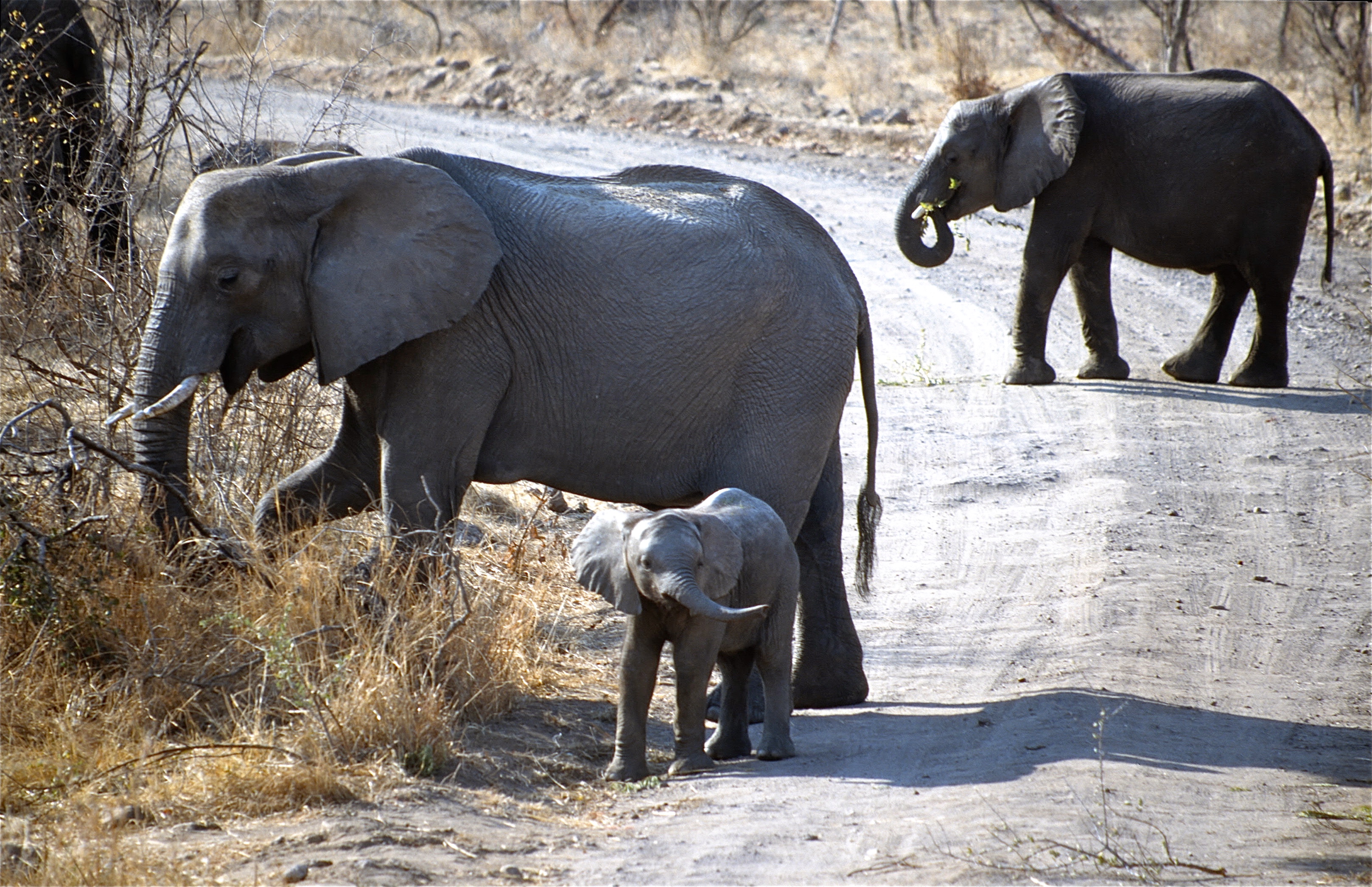 ÉLÉPHANTS DE SAVANE