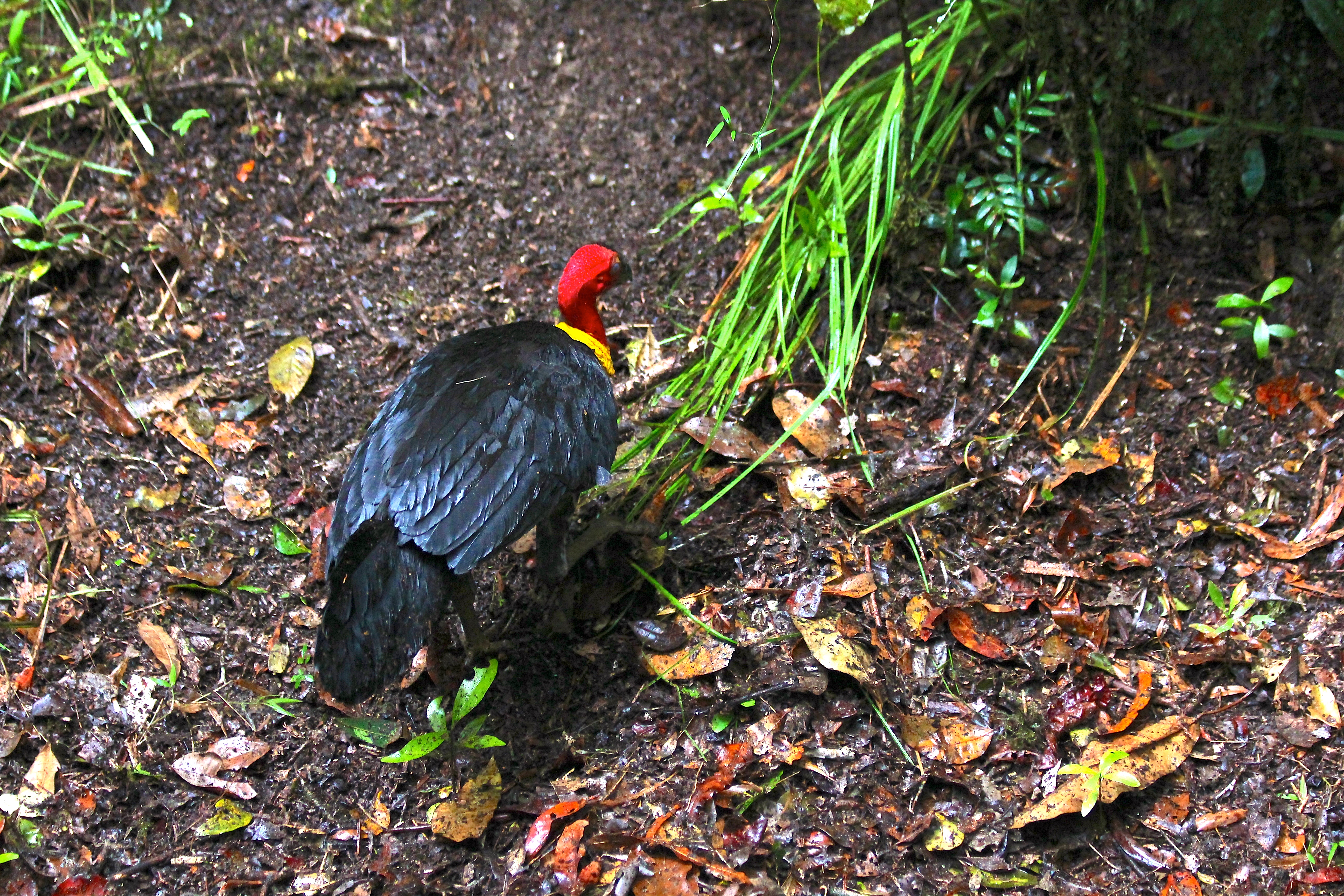 DAINTREE RAINFOREST