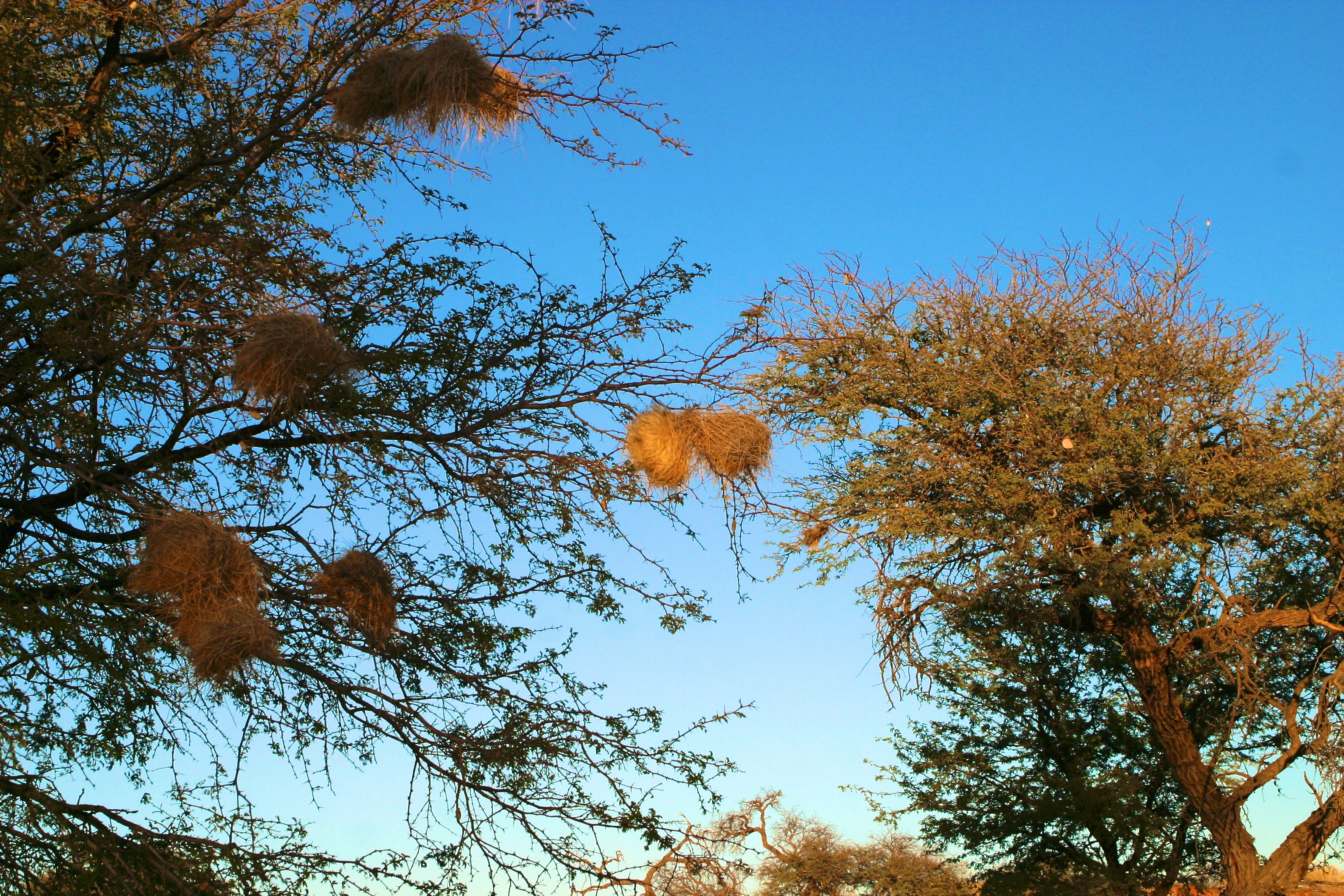 KALAHARI