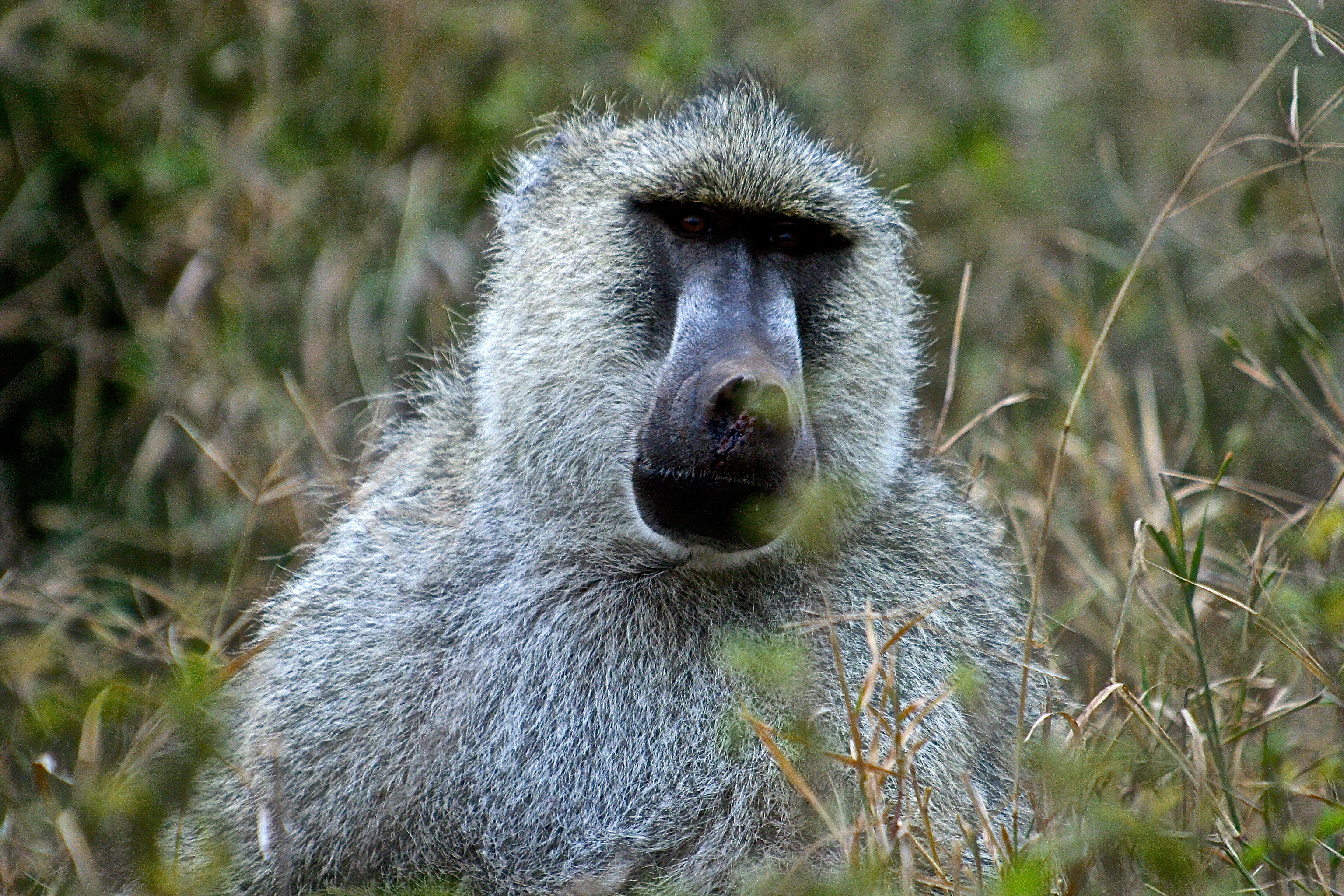 PARC NATIONAL DE TSAVO-WEST