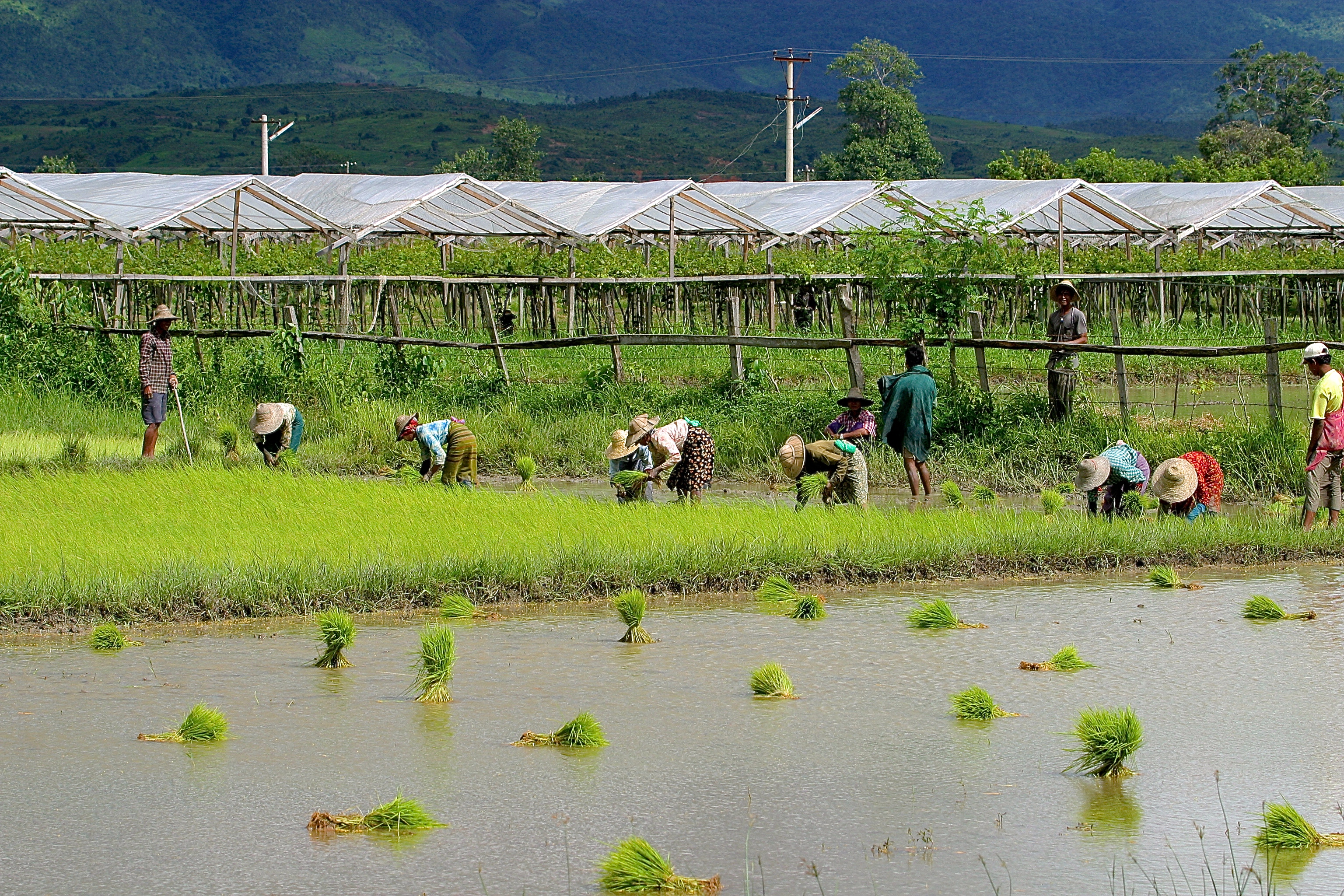 NYAUNG-SHWE