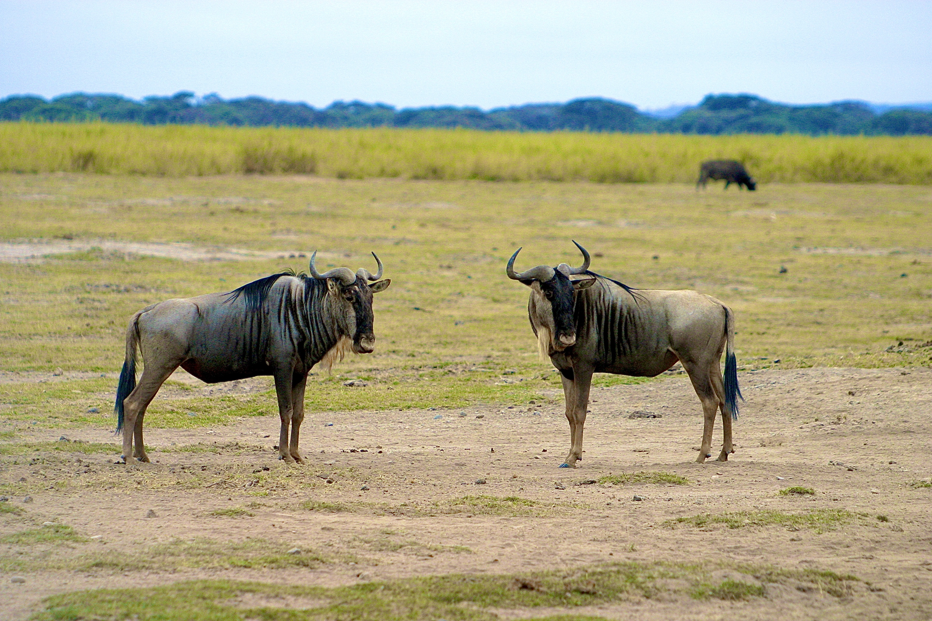 PARC NATIONAL D'AMBOSELI