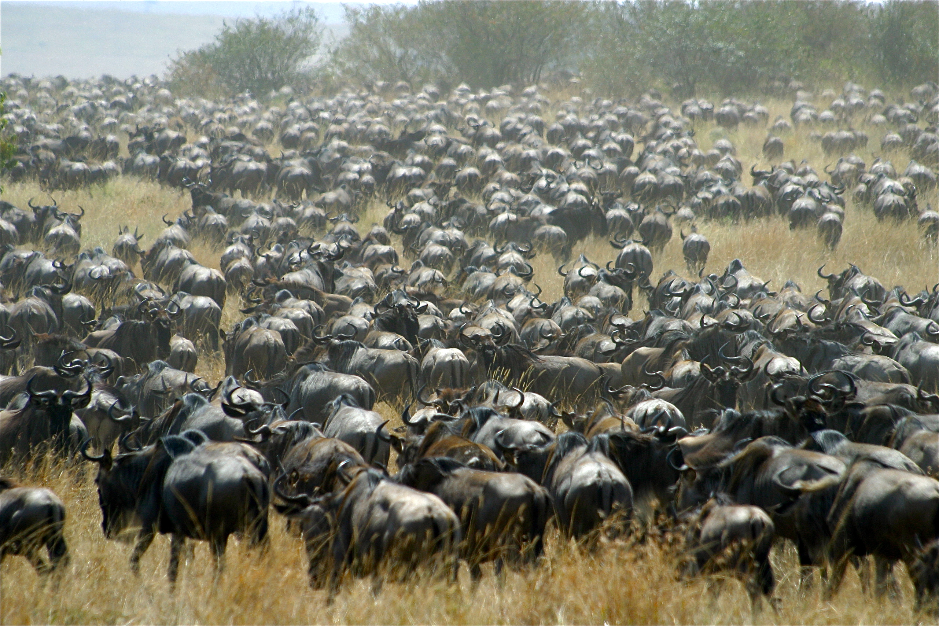 LA MIGRATION DES GNOUS