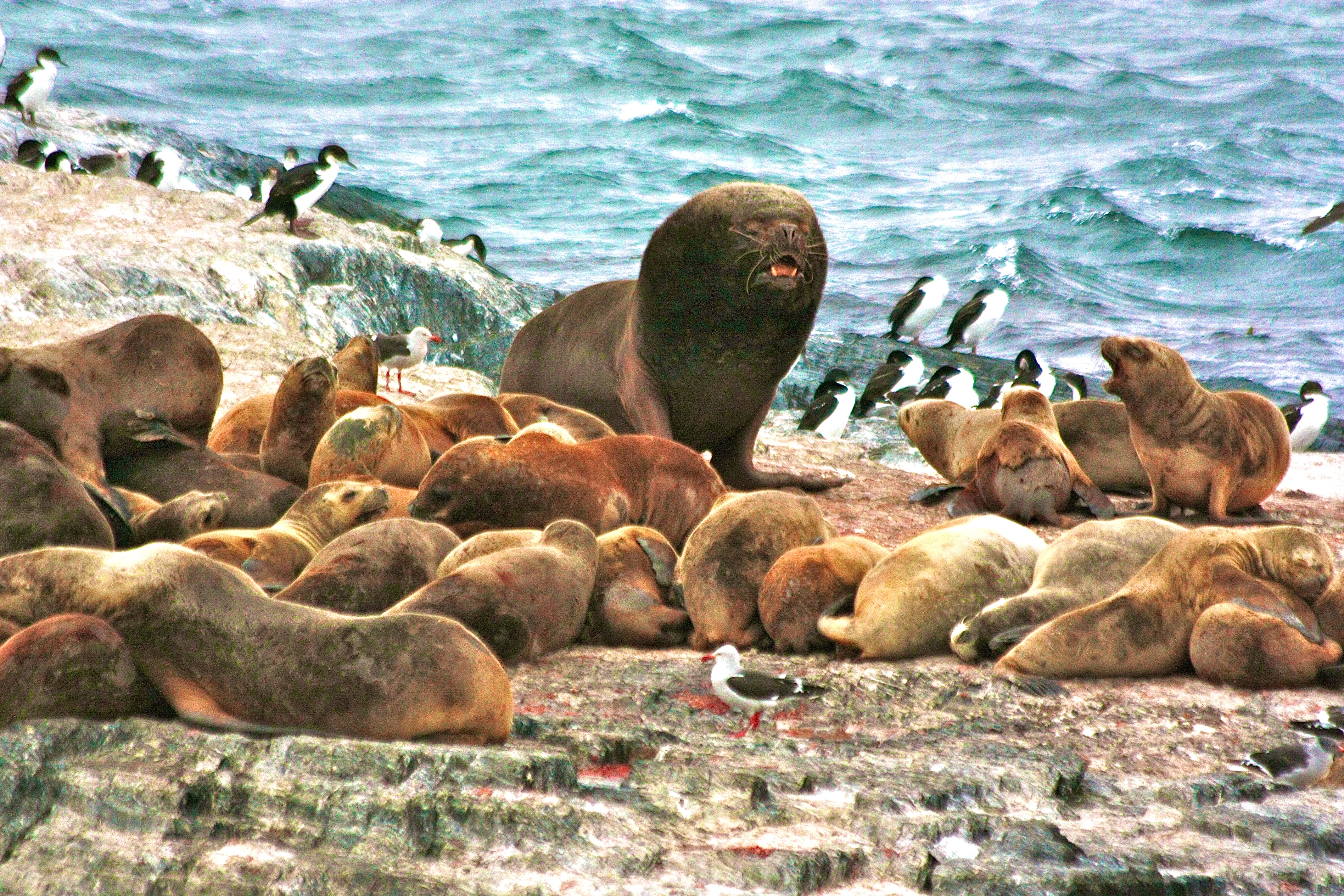 CANAL BEAGLE