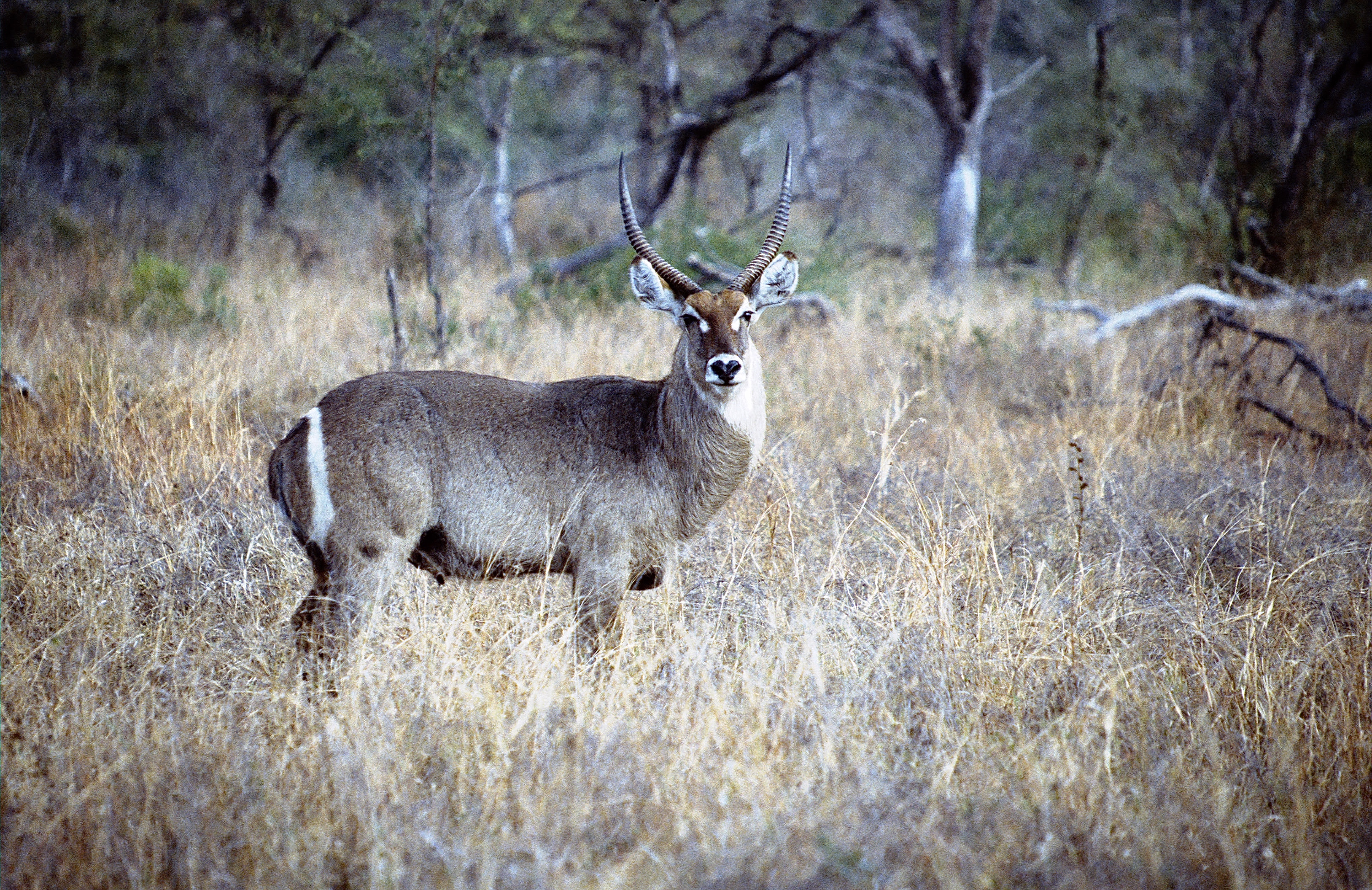 WATERBUCK