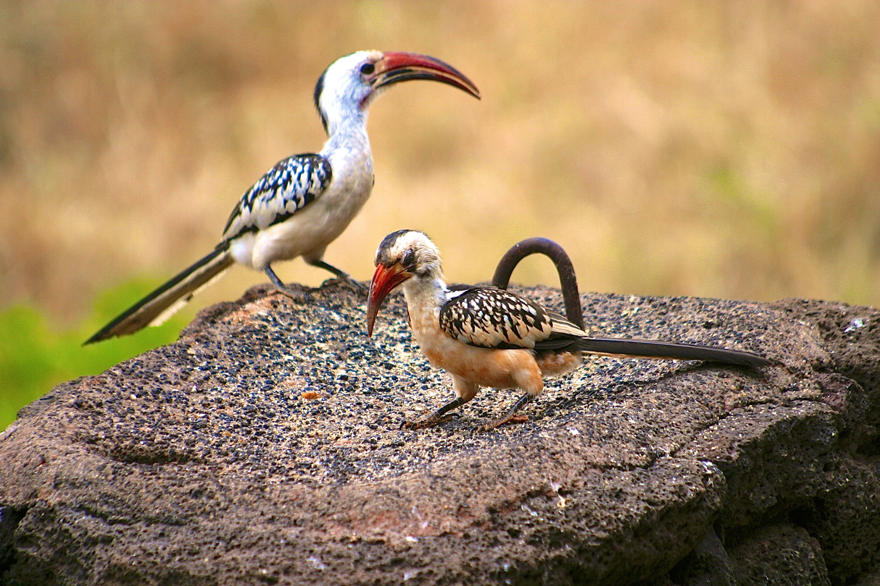 PARC NATIONAL DE TSAVO-WEST