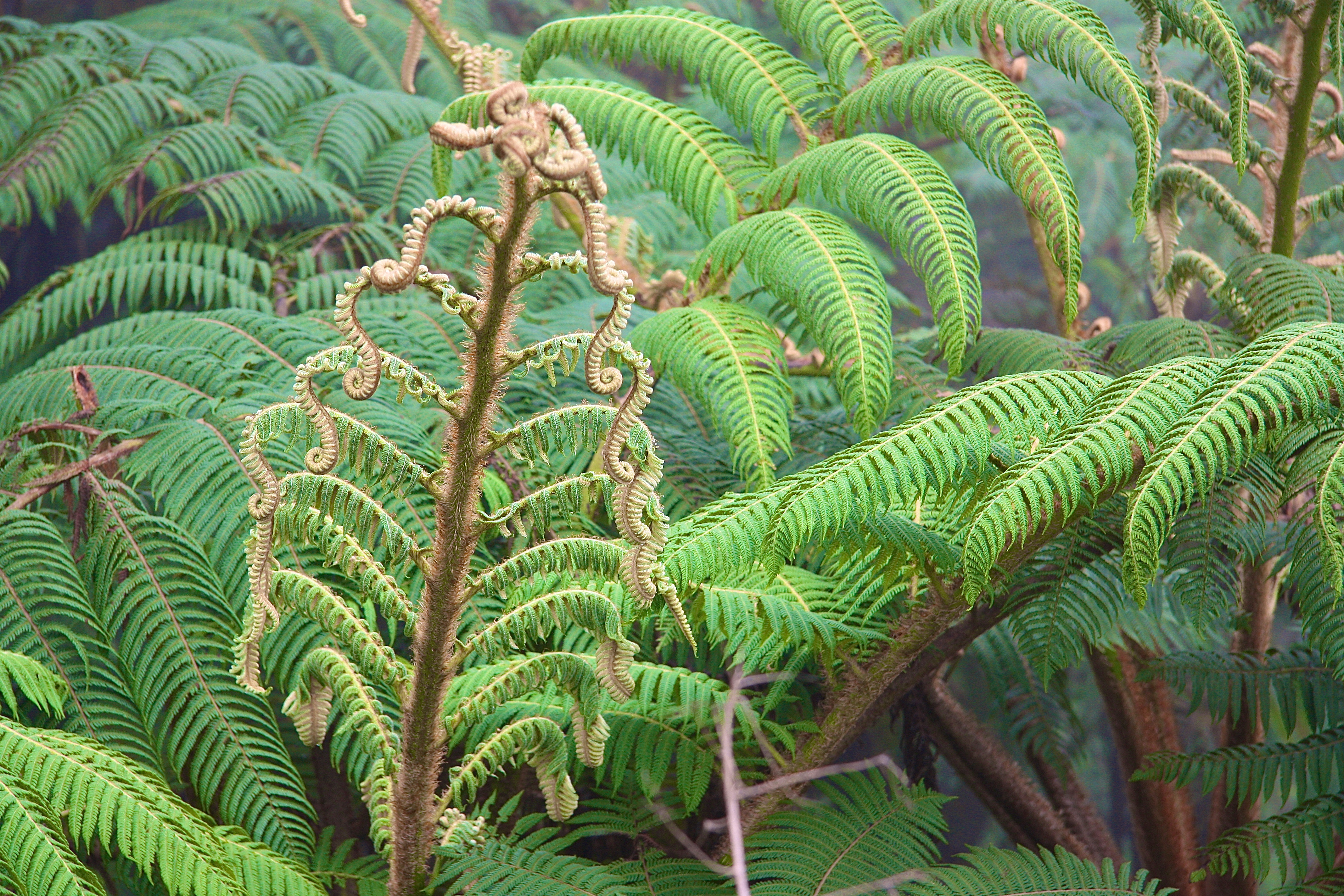 HORTON PLAINS