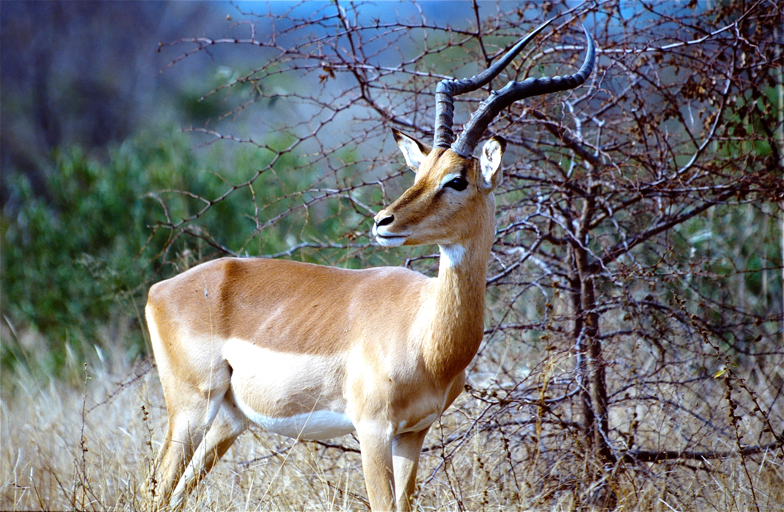 IMPALA MÂLE
