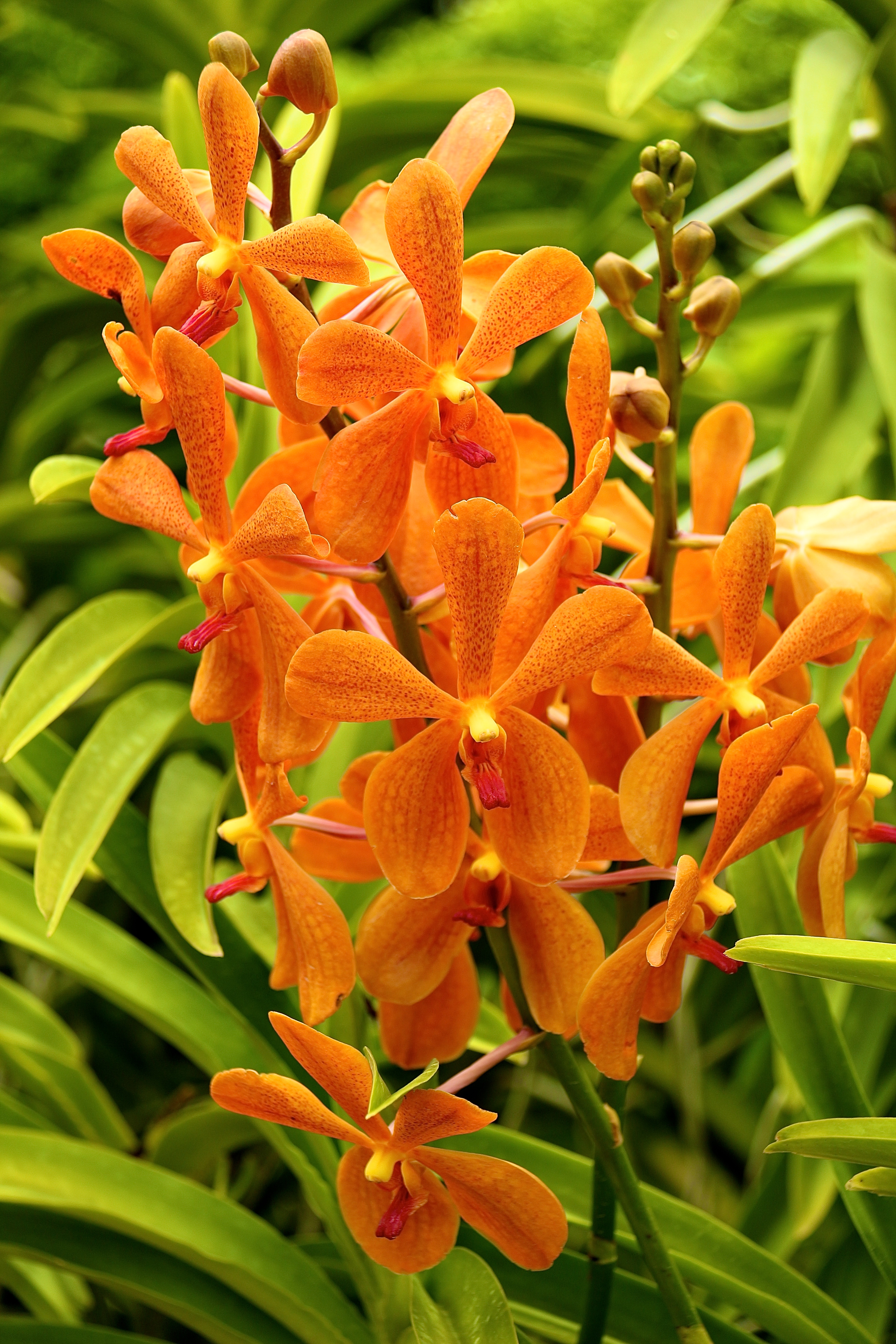 SINGAPOUR