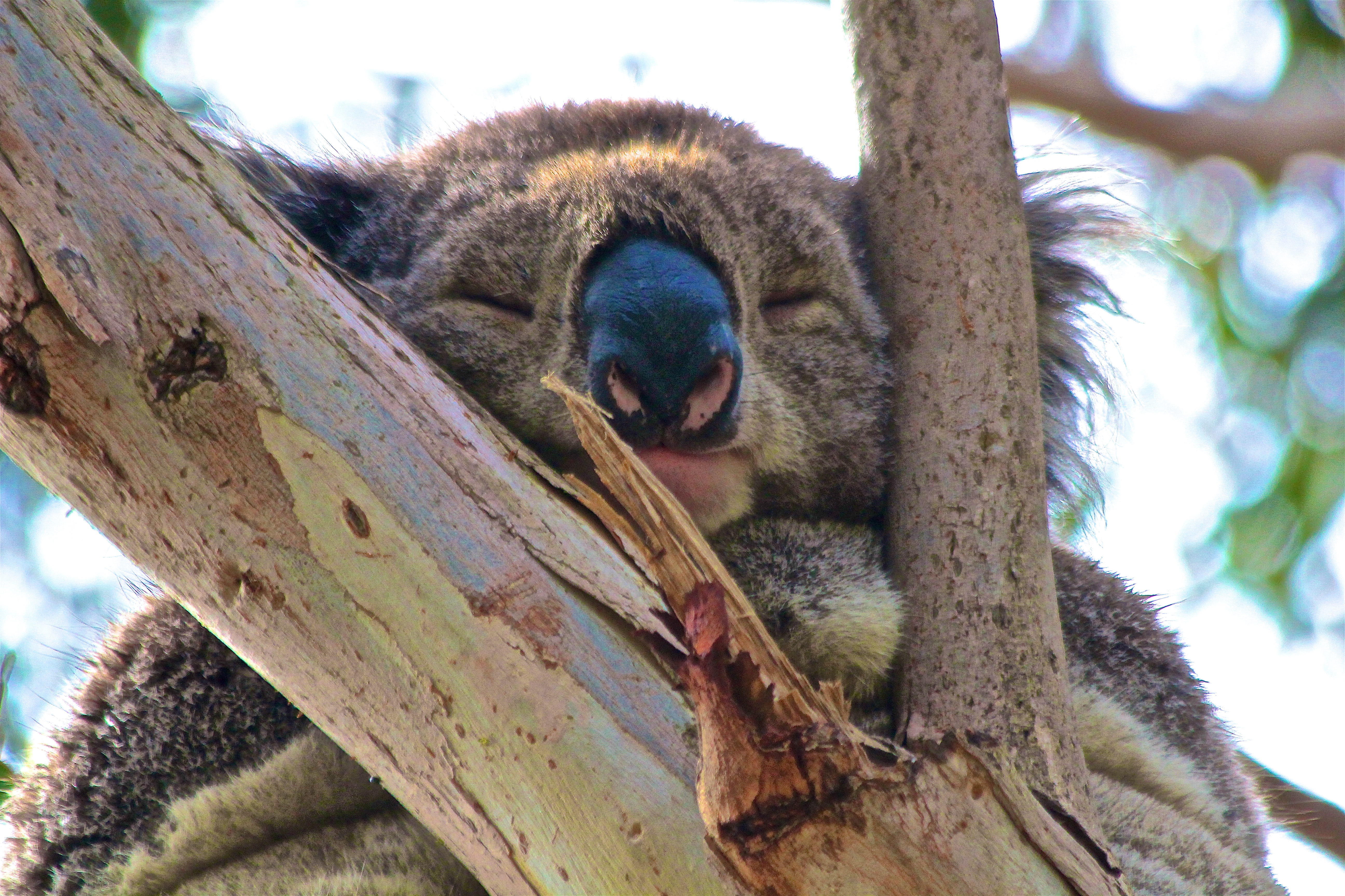 KOALA