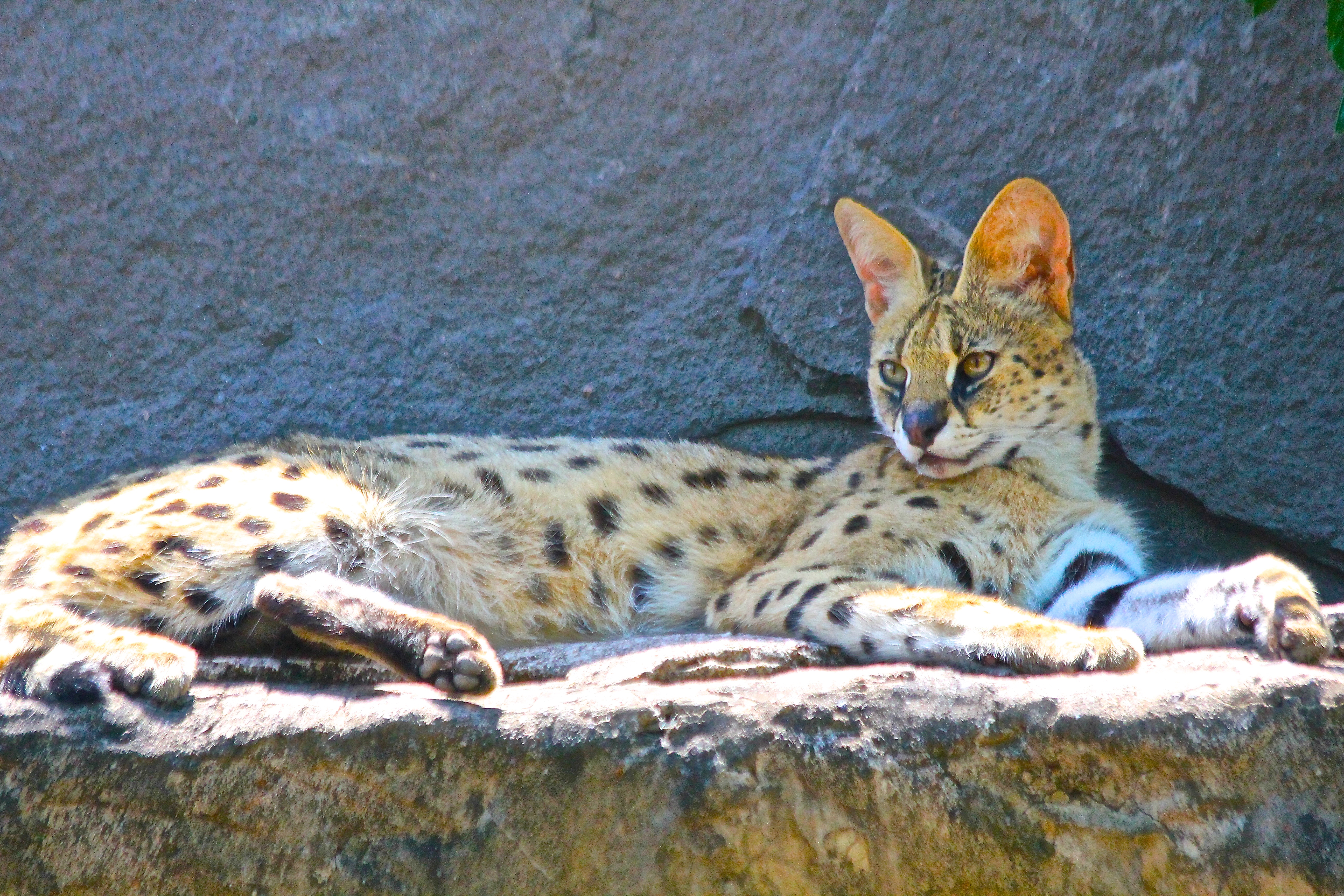 SERVAL