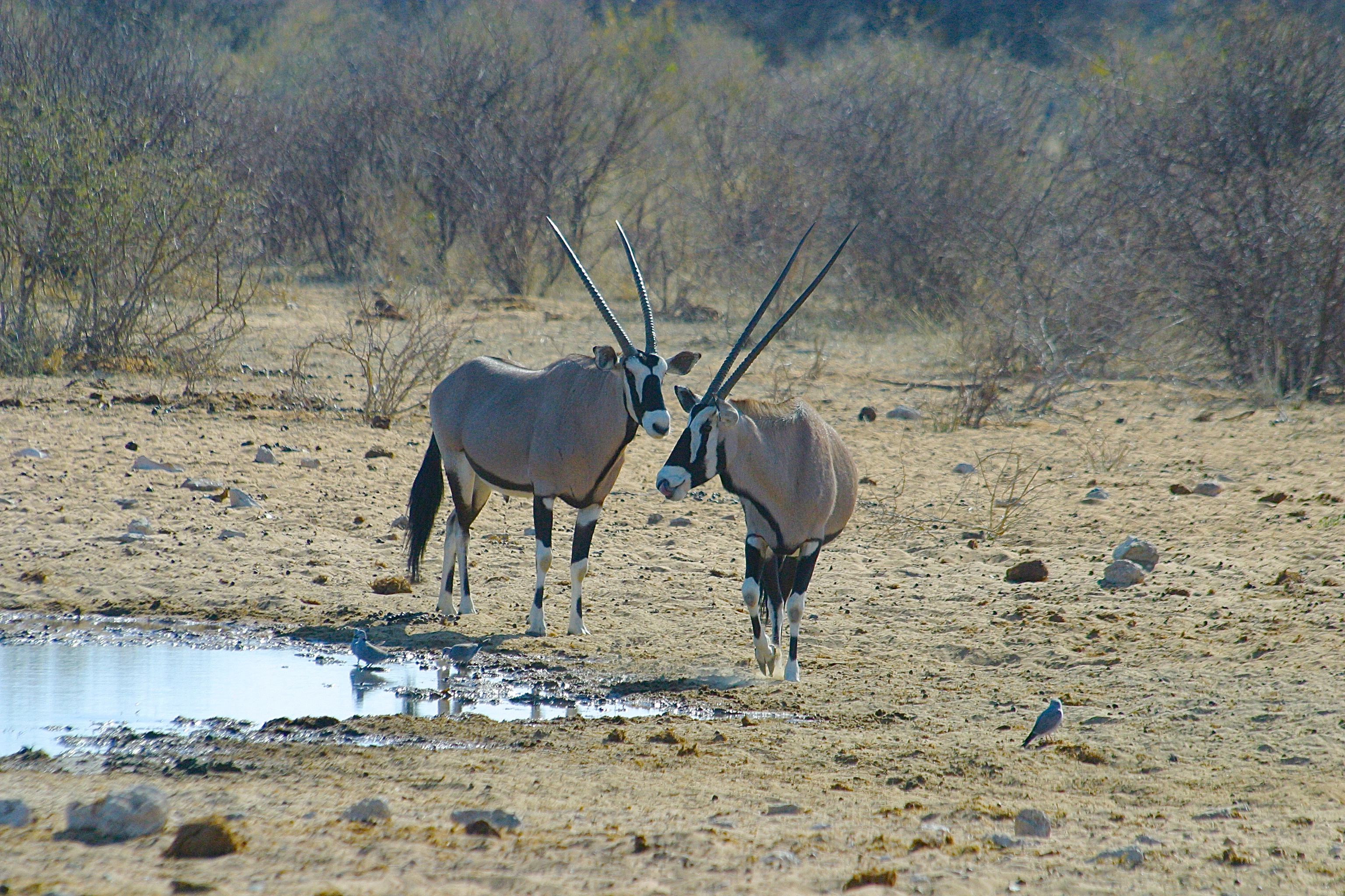 ORYX GAZELLES