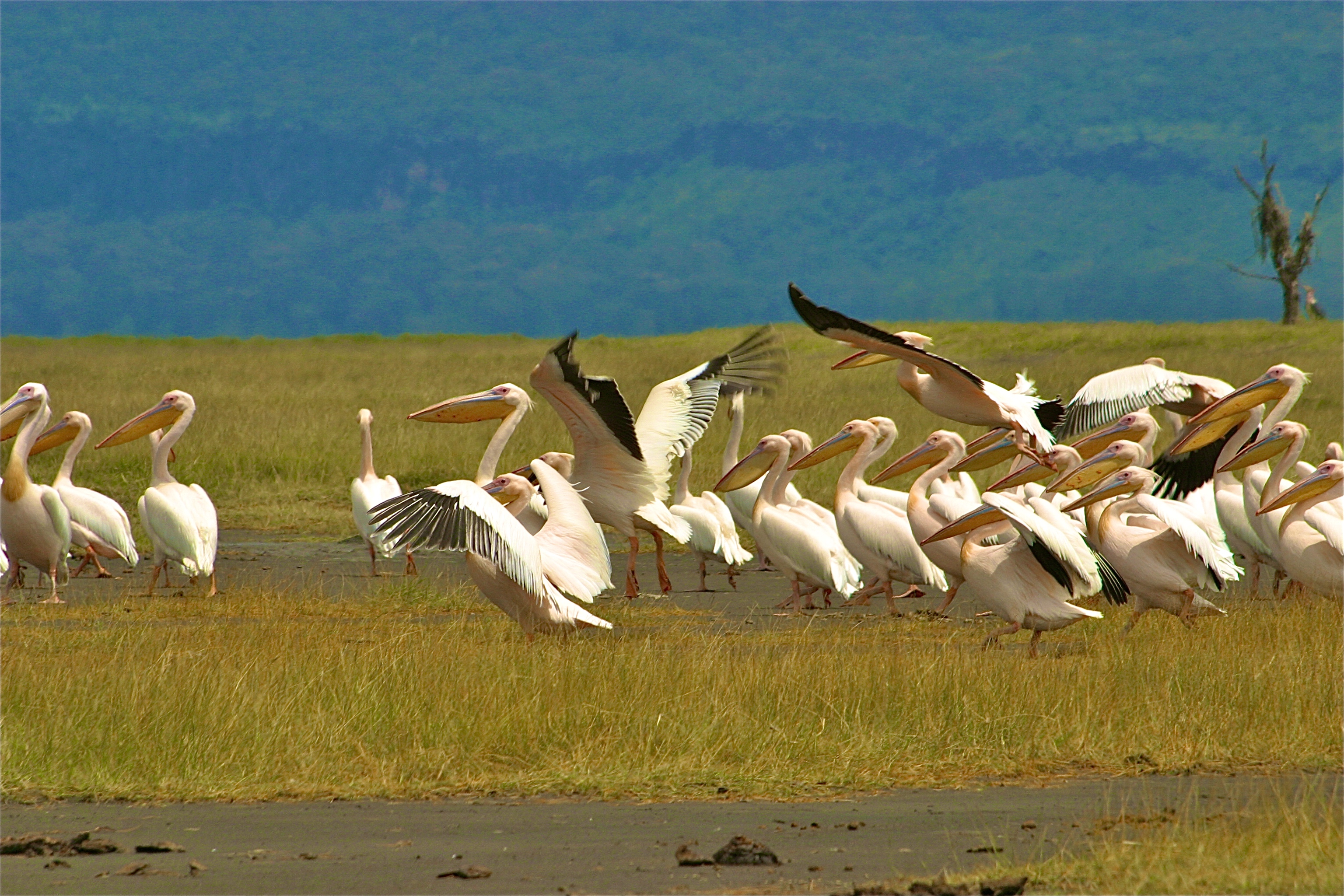 PARC NATIONAL DU LAC NAKURU