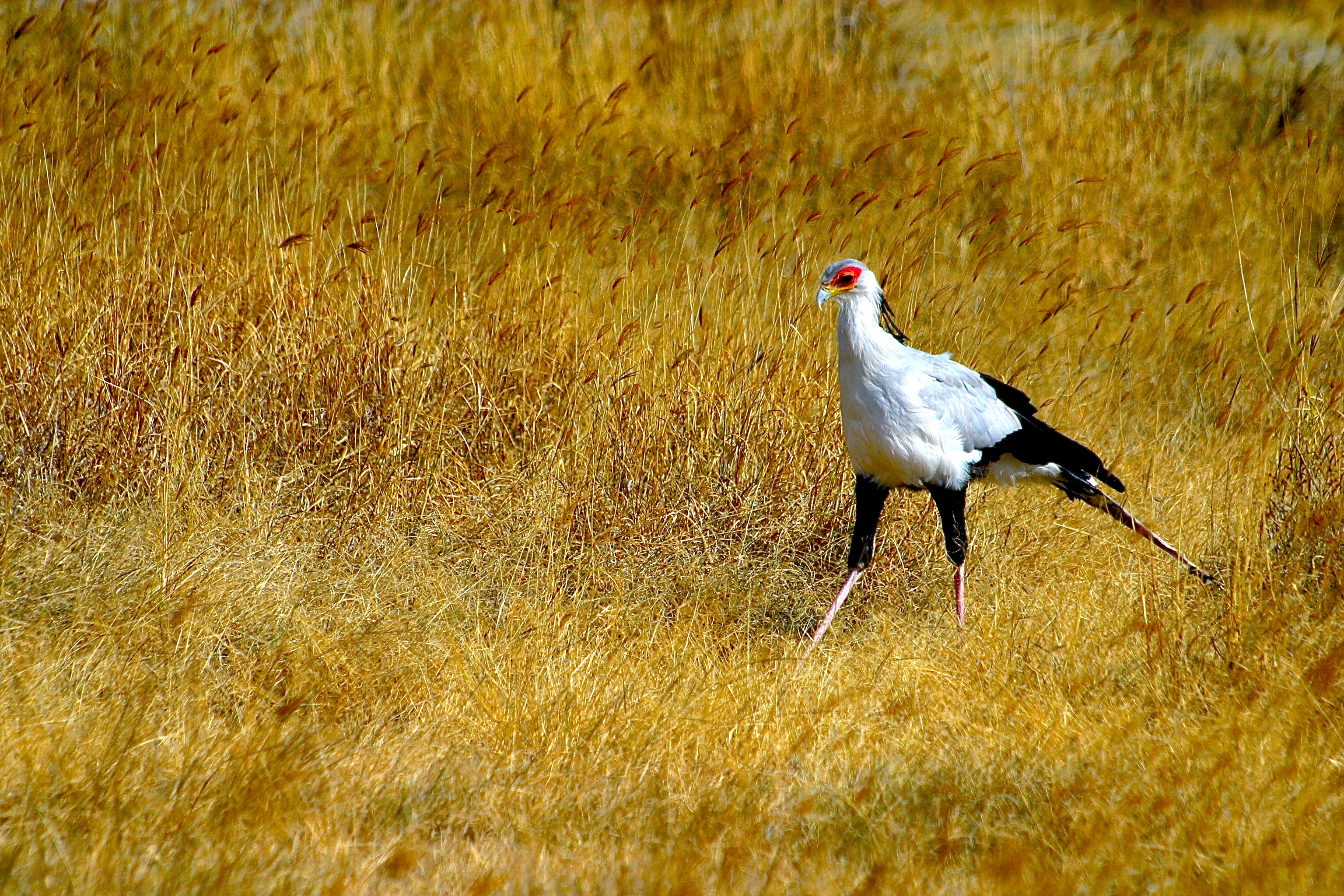 NGORONGORO