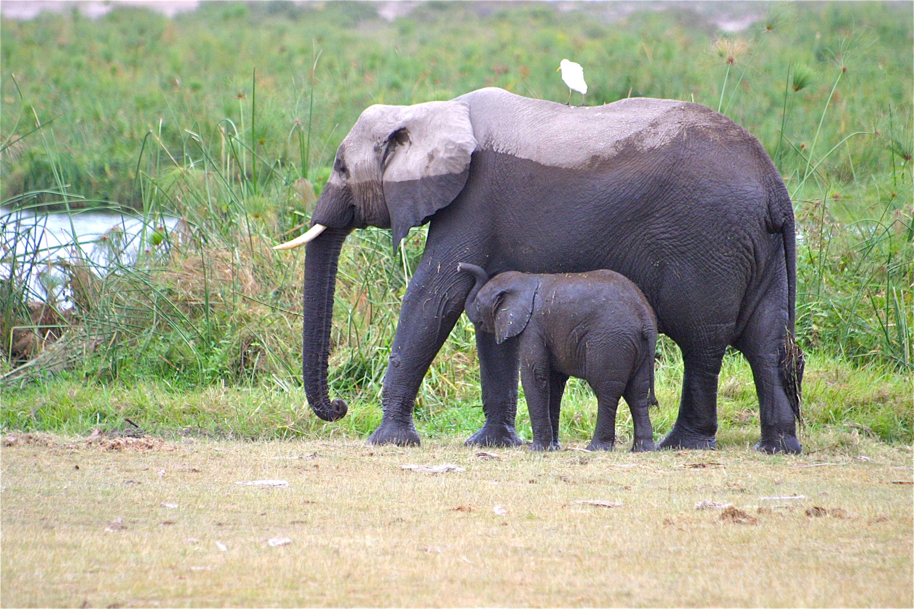 PARC NATIONAL D'AMBOSELI