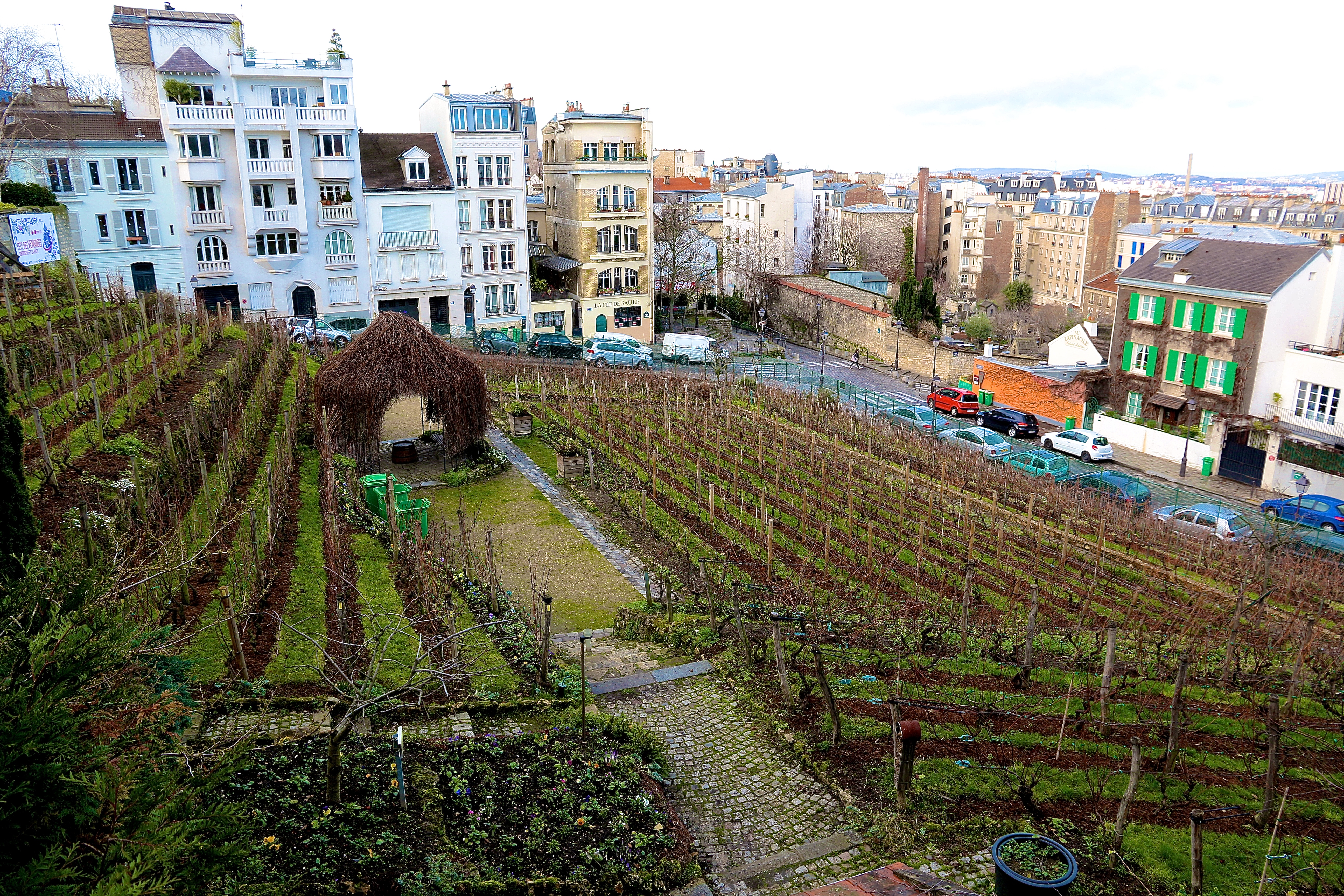 la Vigne du Clos-Montmartre