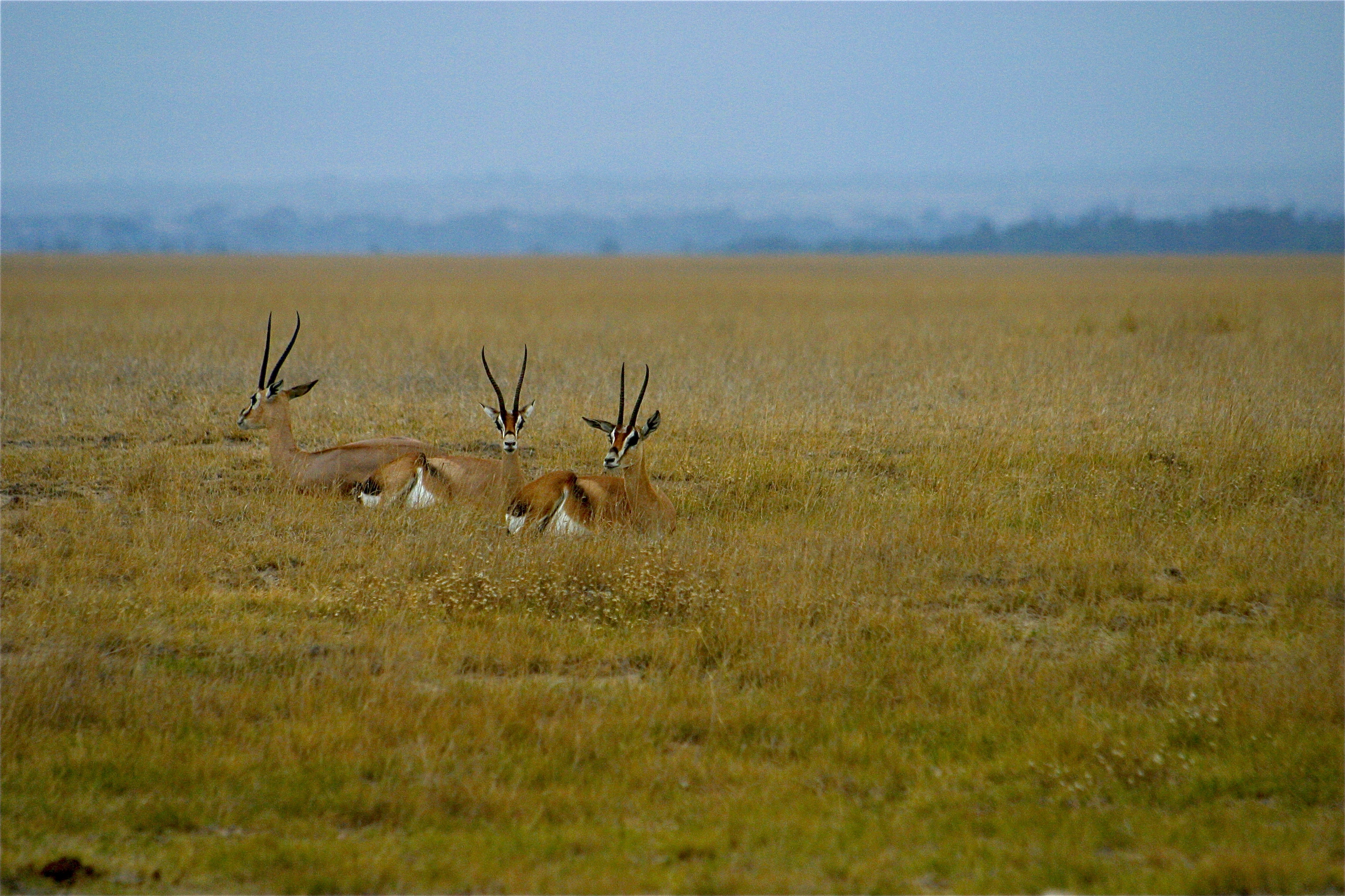 PARC NATIONAL D'AMBOSELI