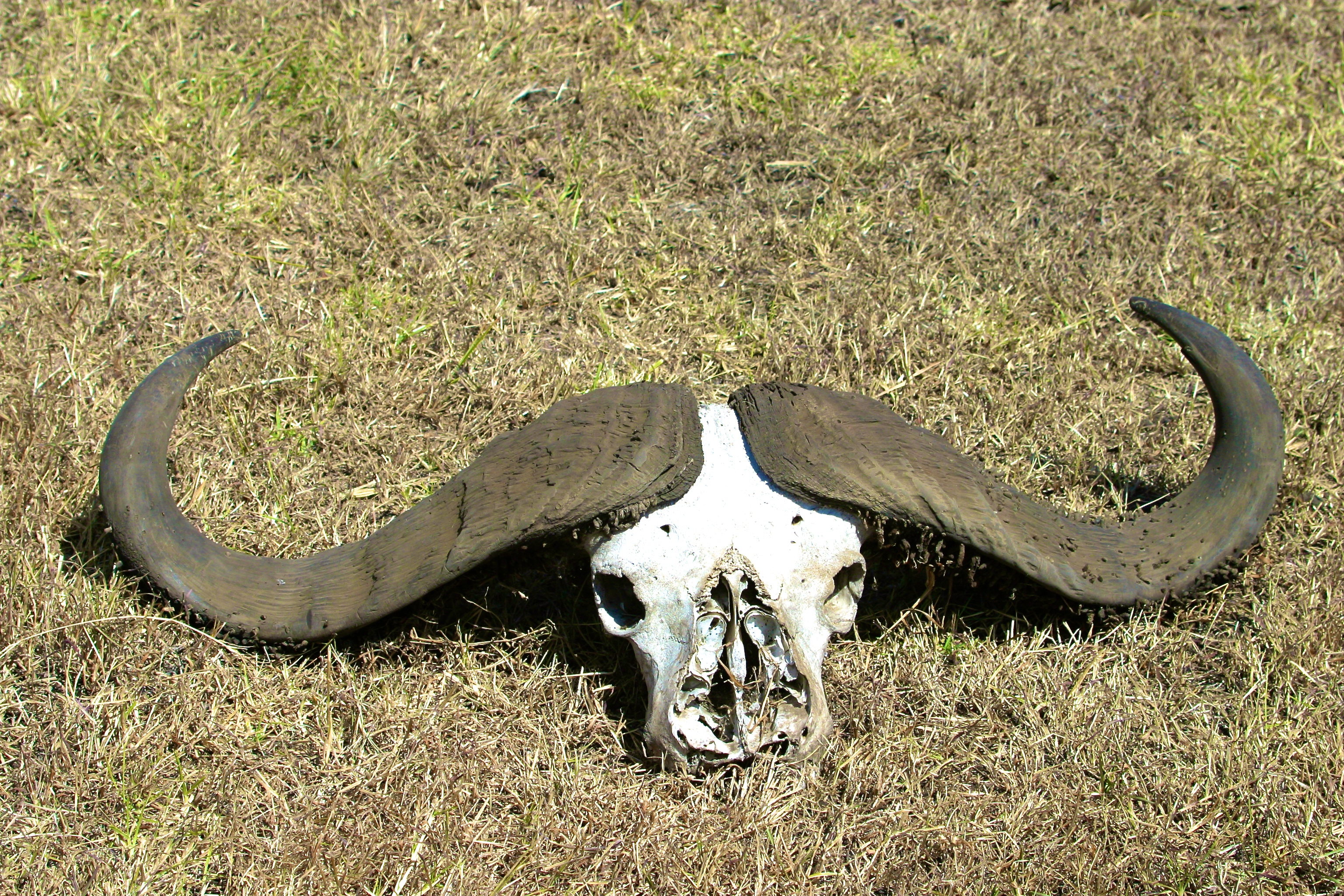NGORONGORO