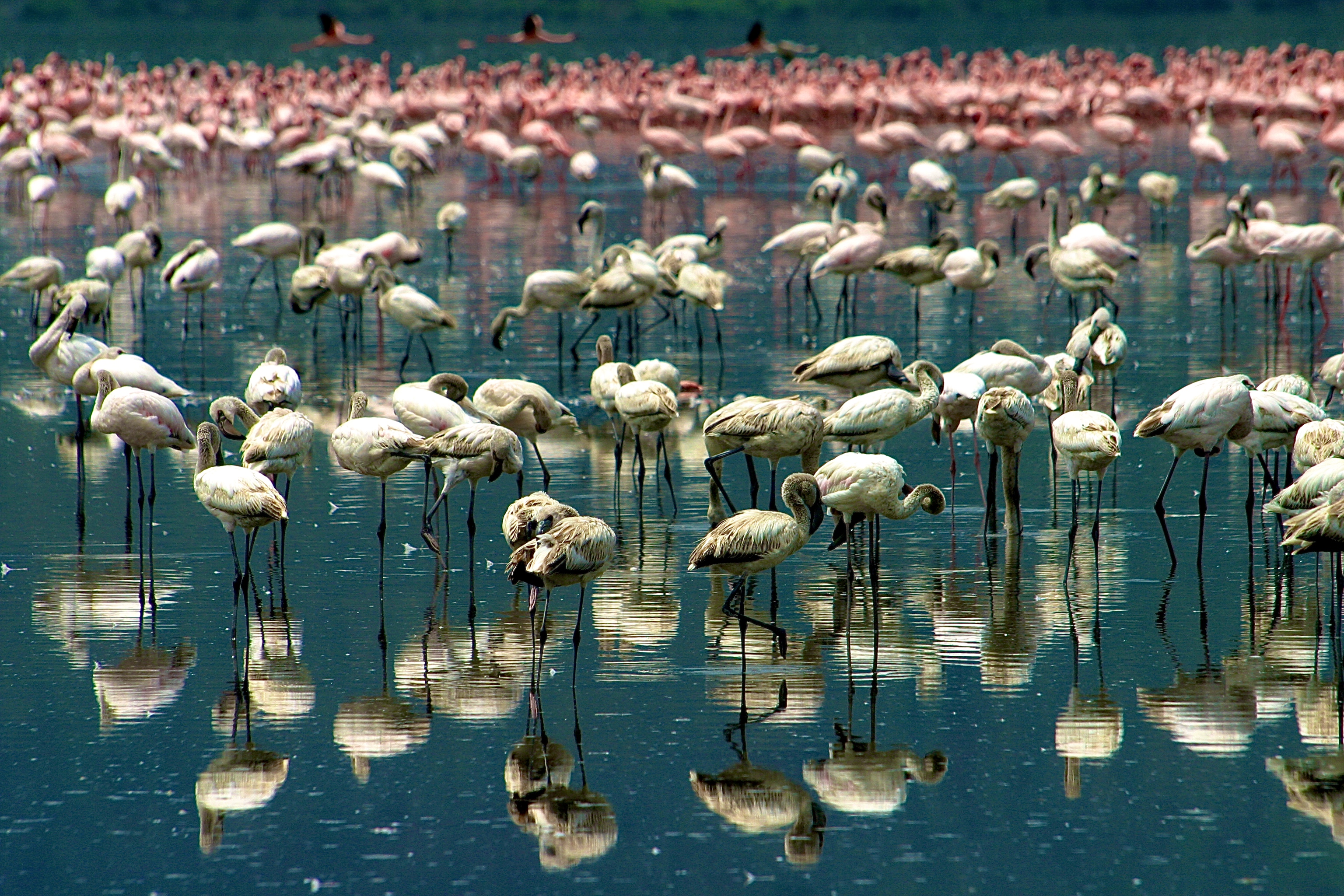 PARC NATIONAL DU LAC NAKURU