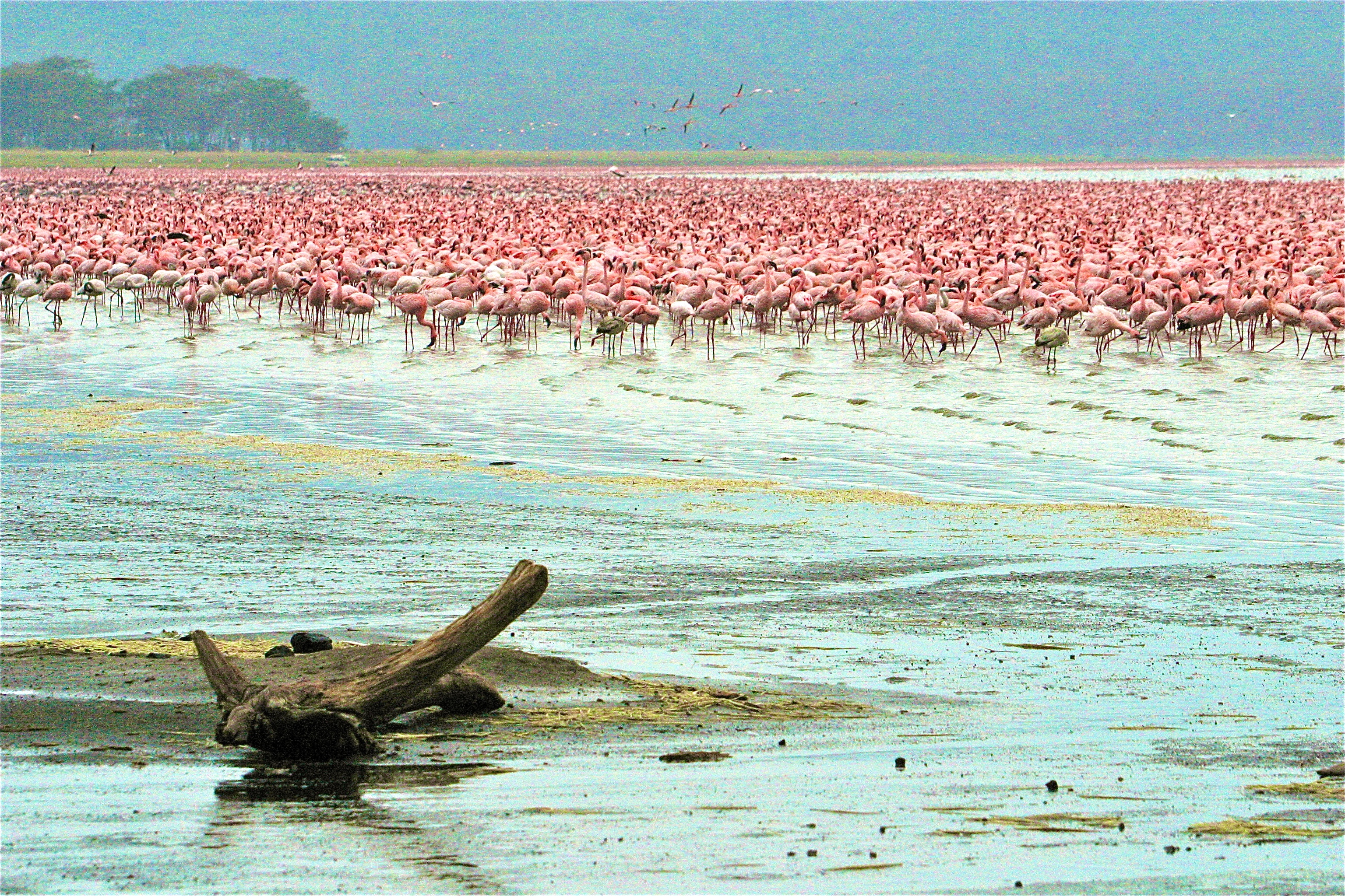 PARC NATIONAL DU LAC NAKURU