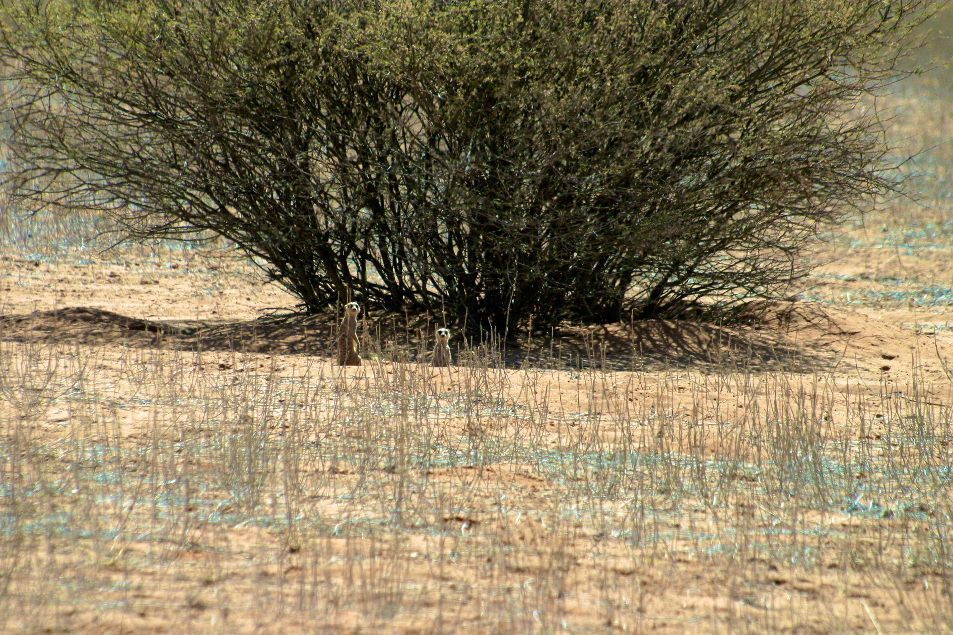 KALAHARI