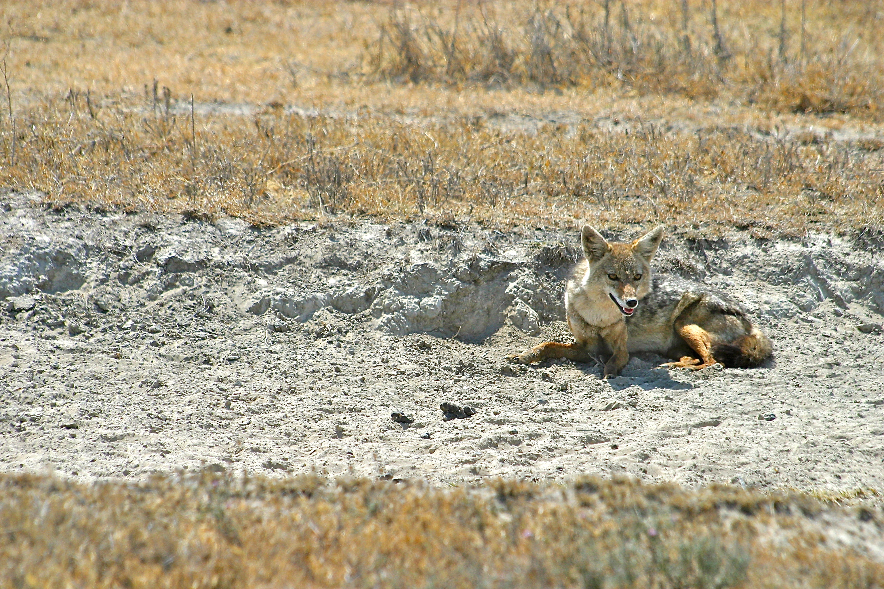NGORONGORO