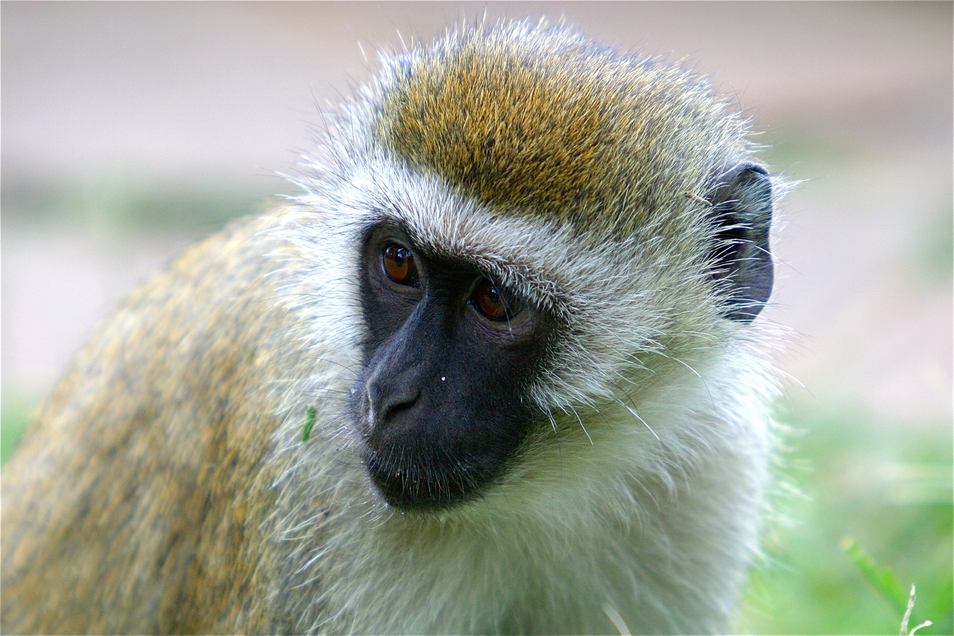 SINGE VERVET
