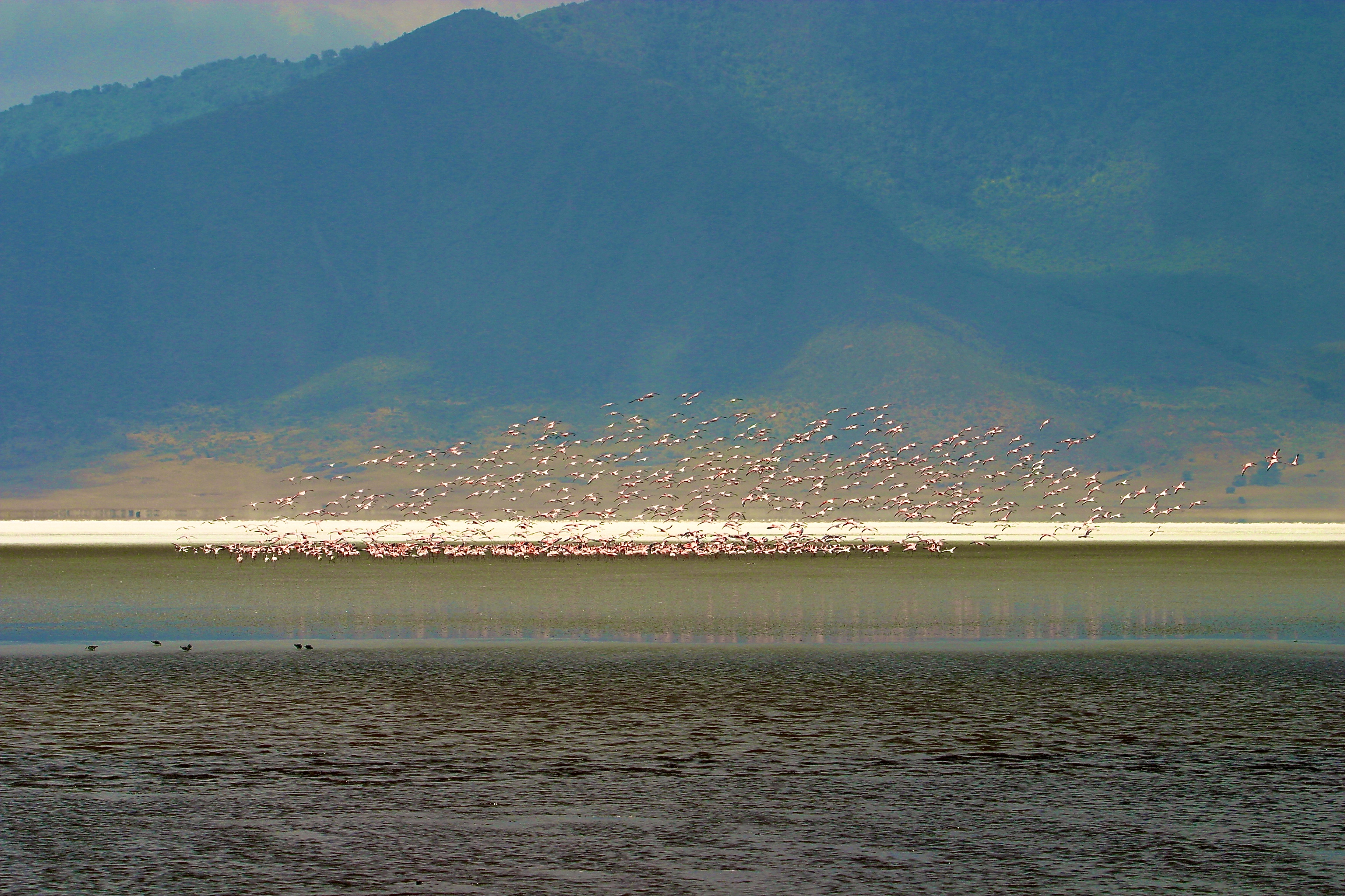 NGORONGORO