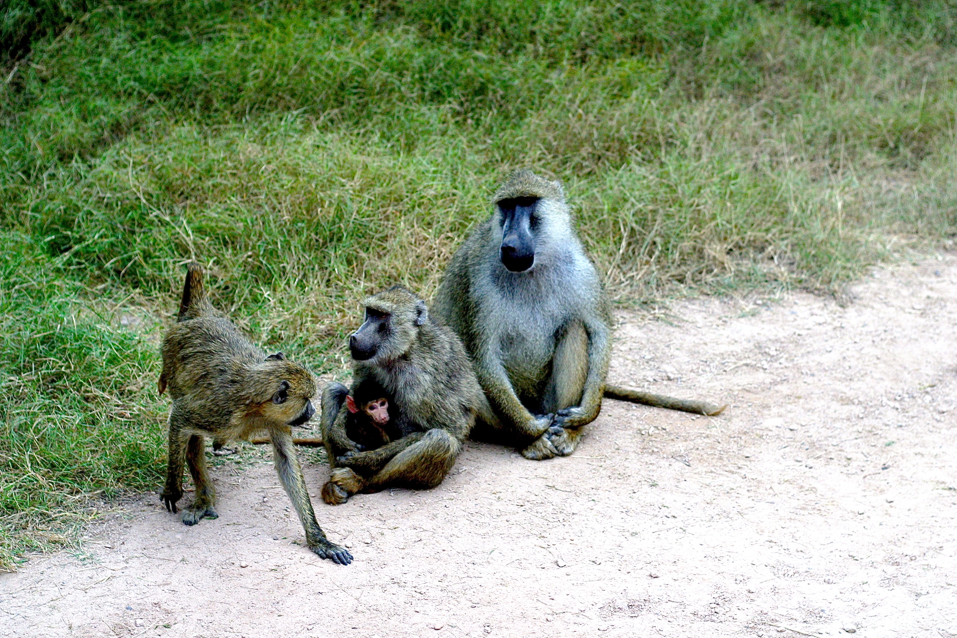 PARC NATIONAL D'AMBOSELI
