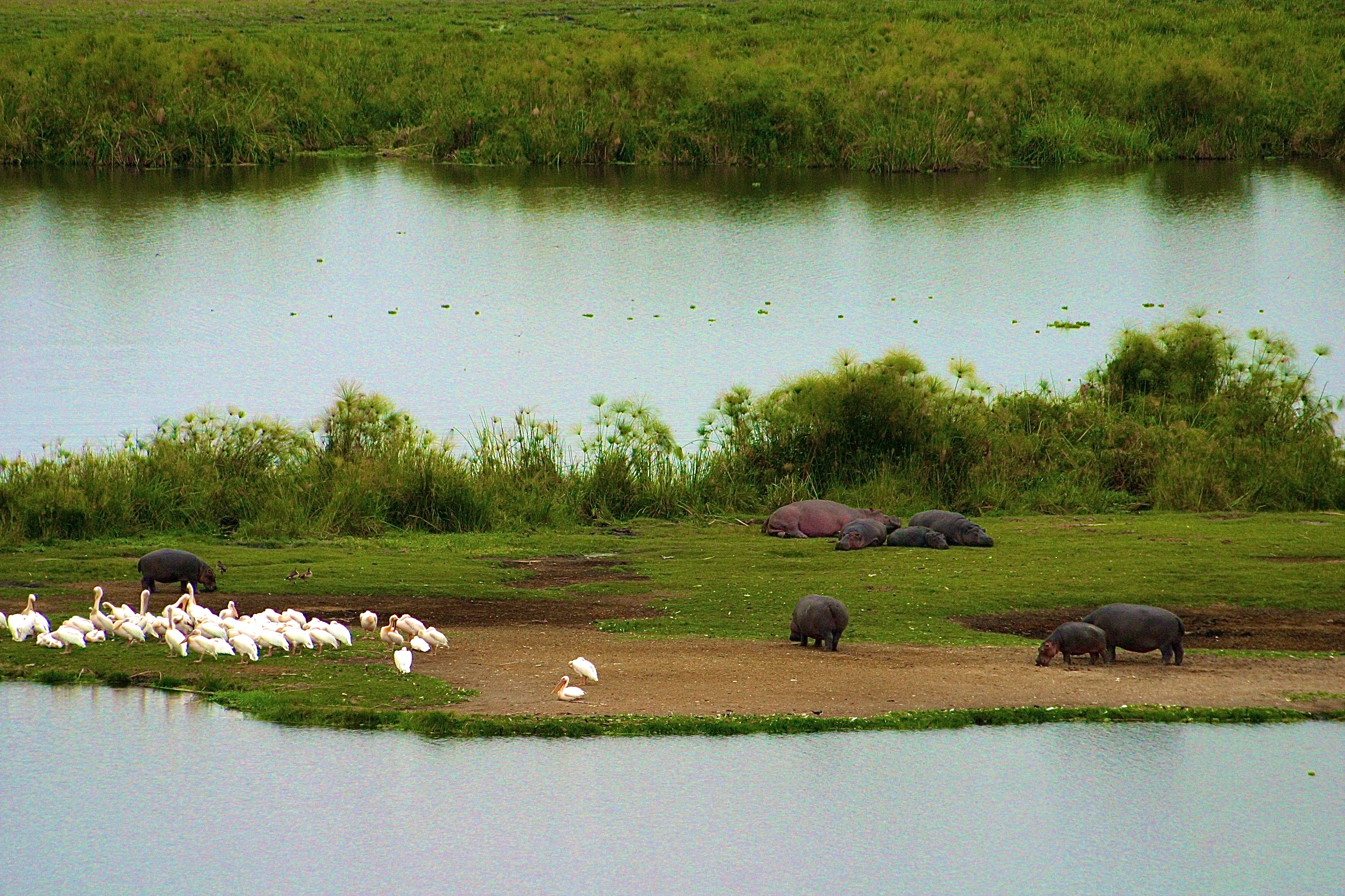 AMBOSELIPARC NATIONAL D'AMBOSELI