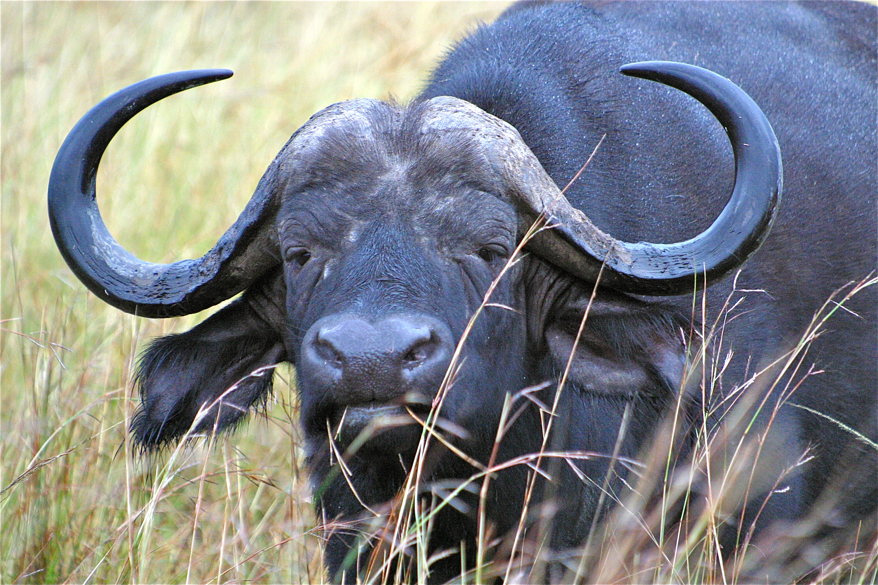 PARC NATIONAL DU LAC NAKURU