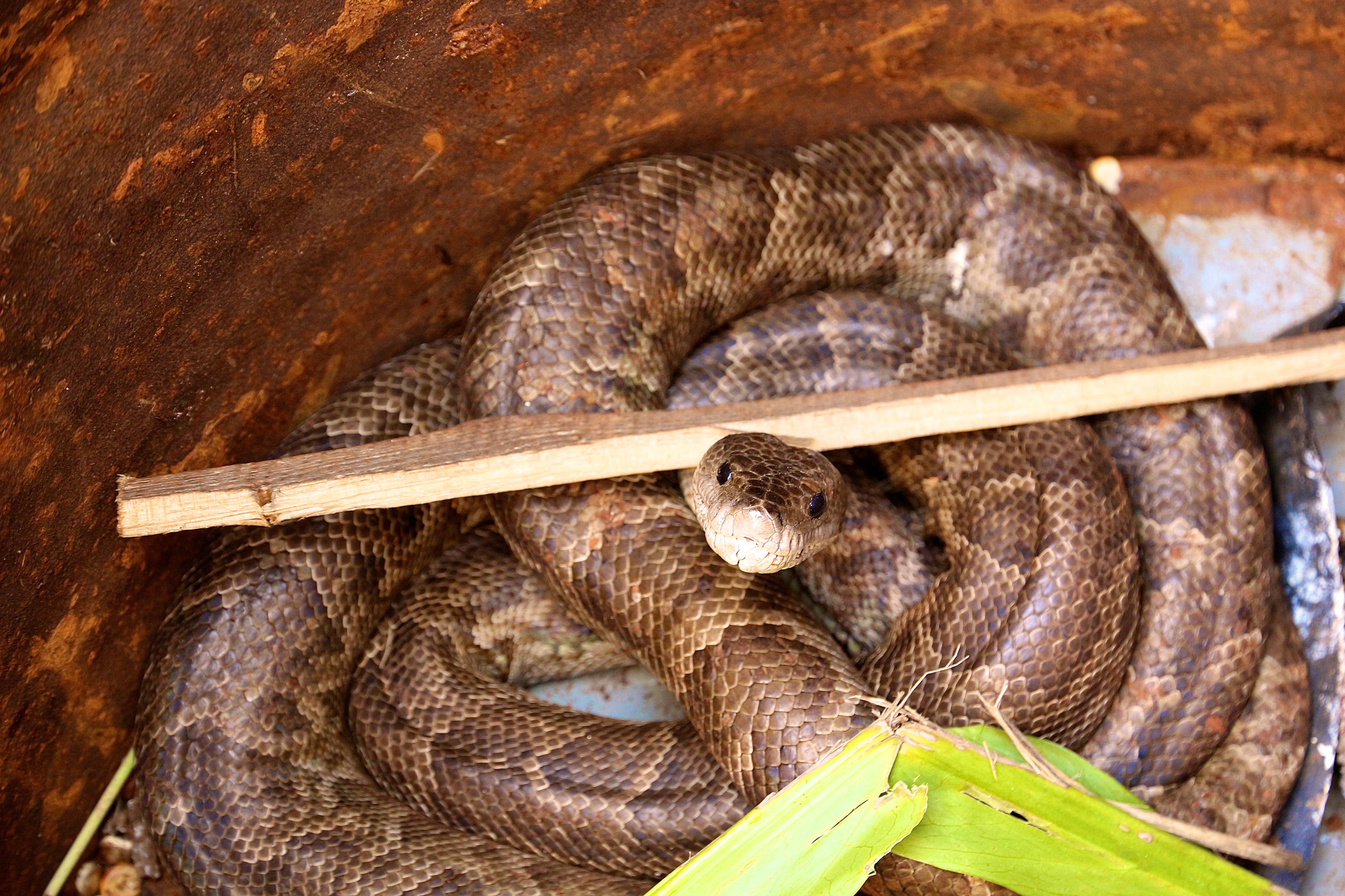 VIÑALES