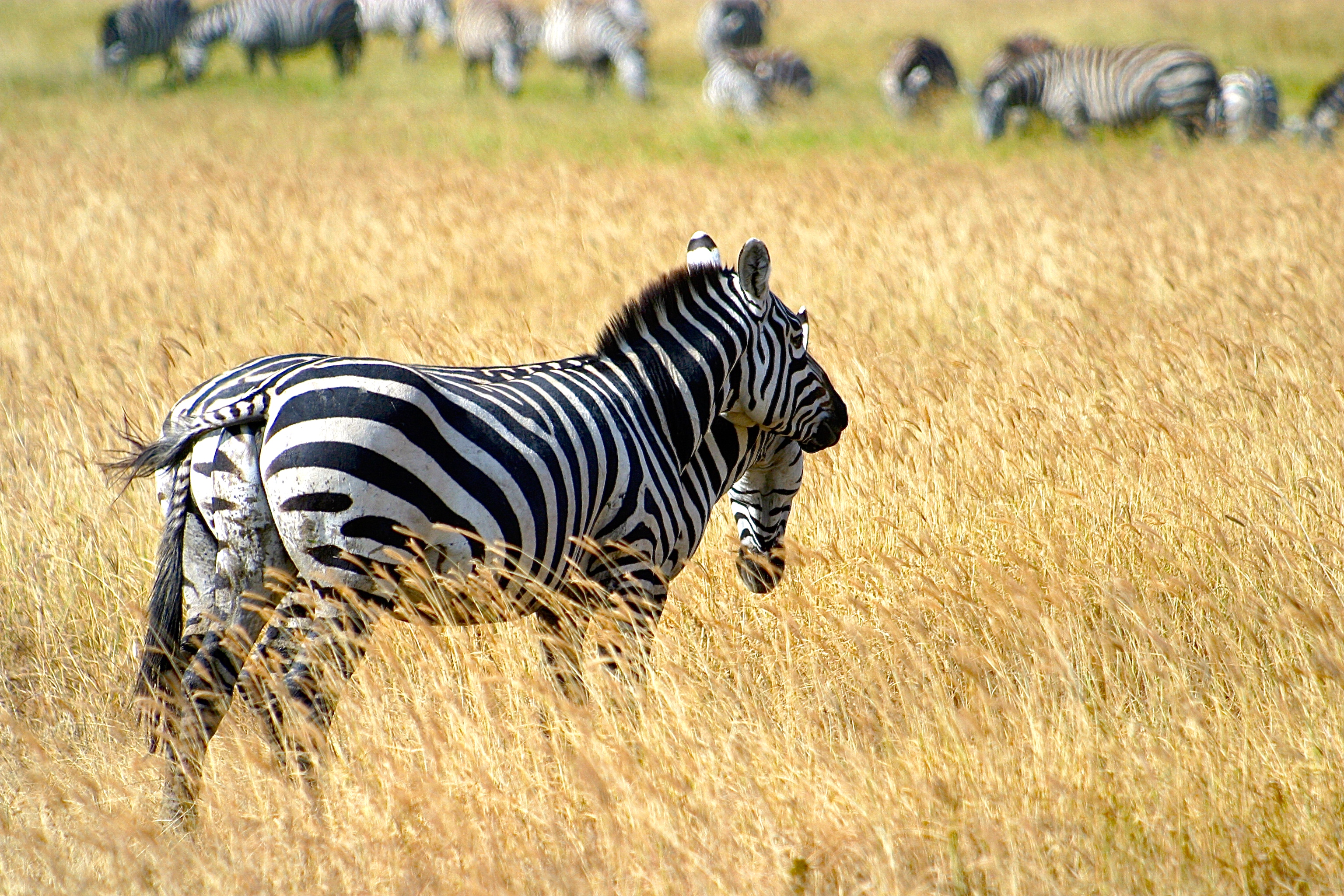 NGORONGORO