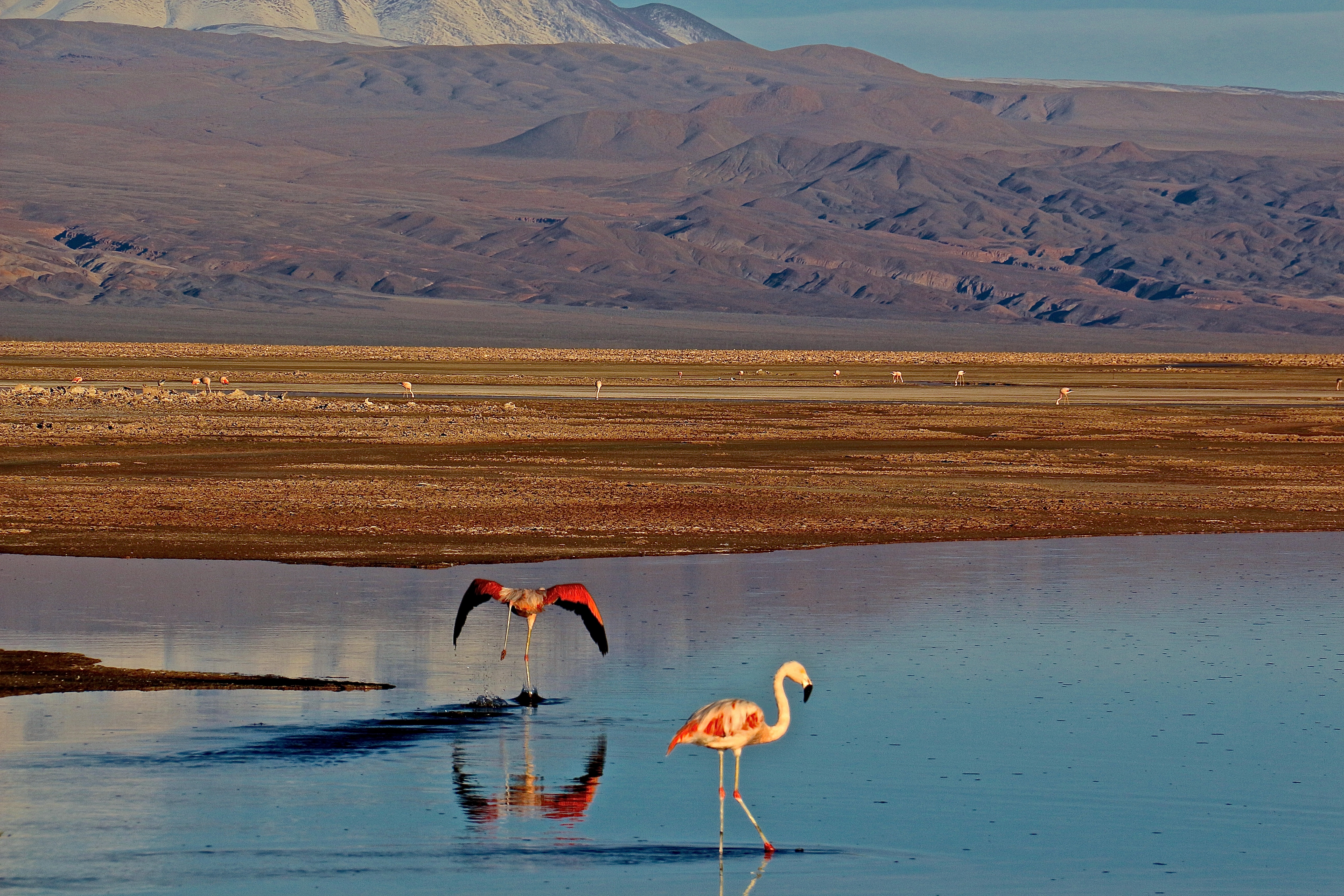 RÉSERVE NATIONALE LOS FLAMENCOS