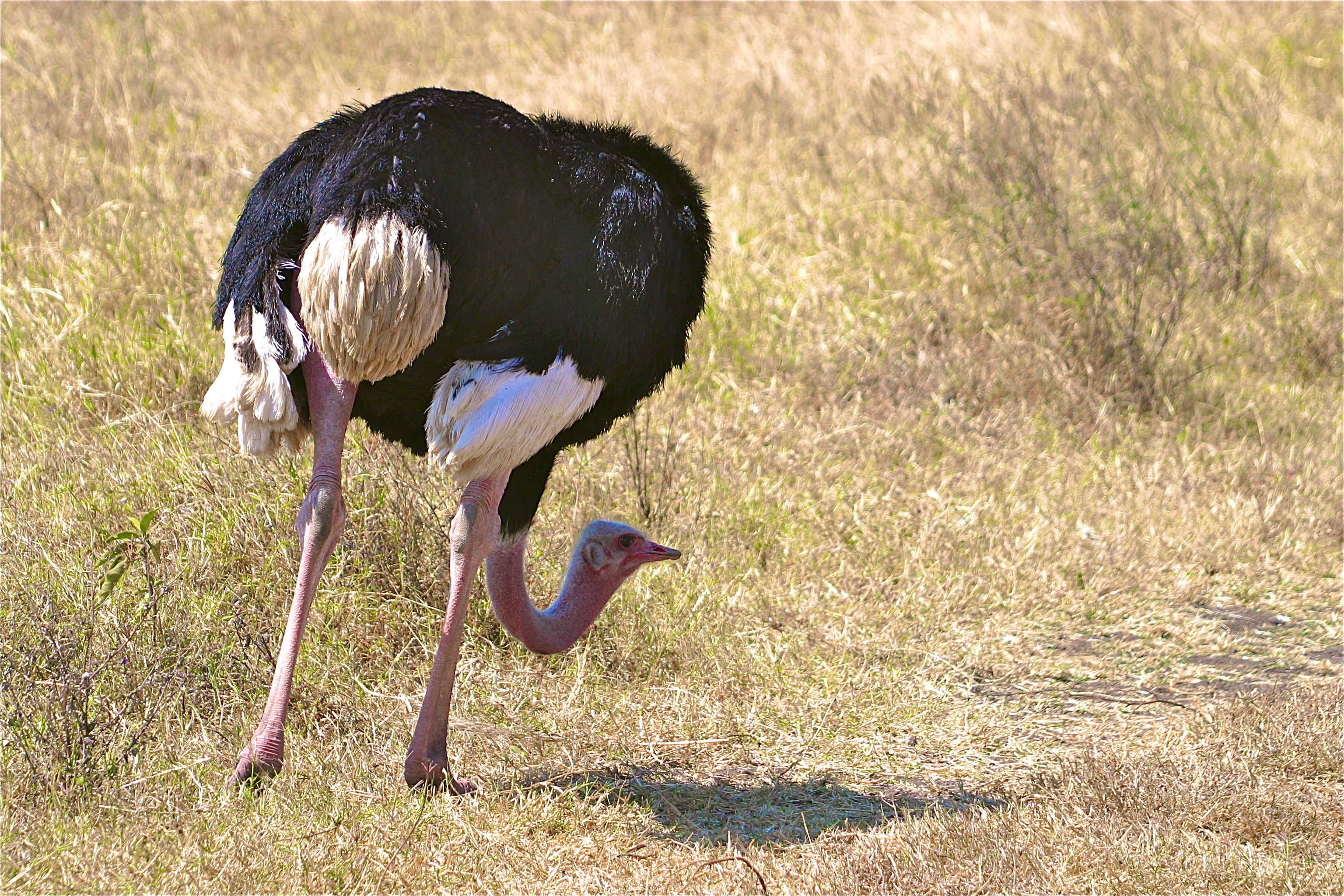 NGORONGORO
