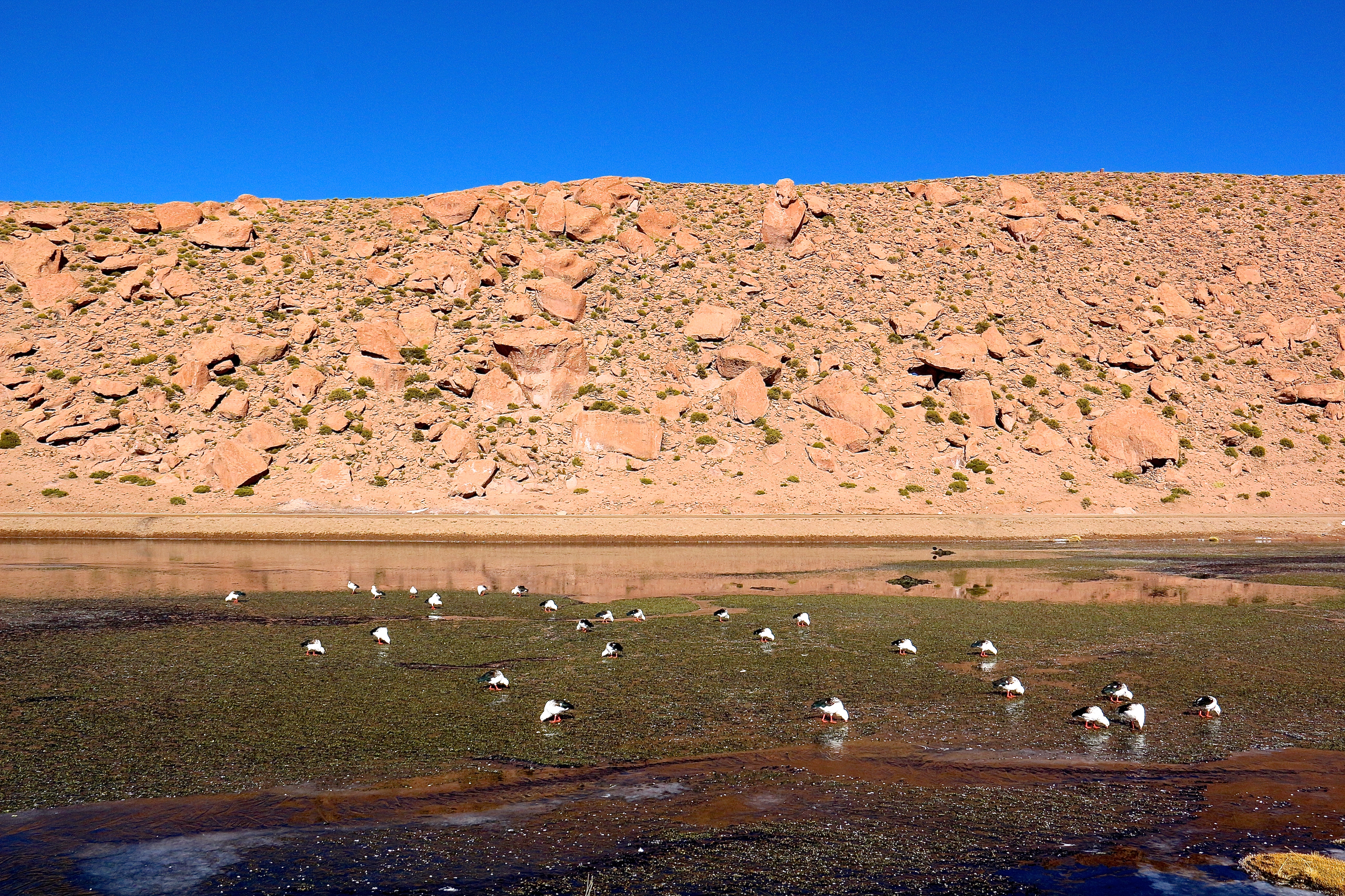 PUTAÑA