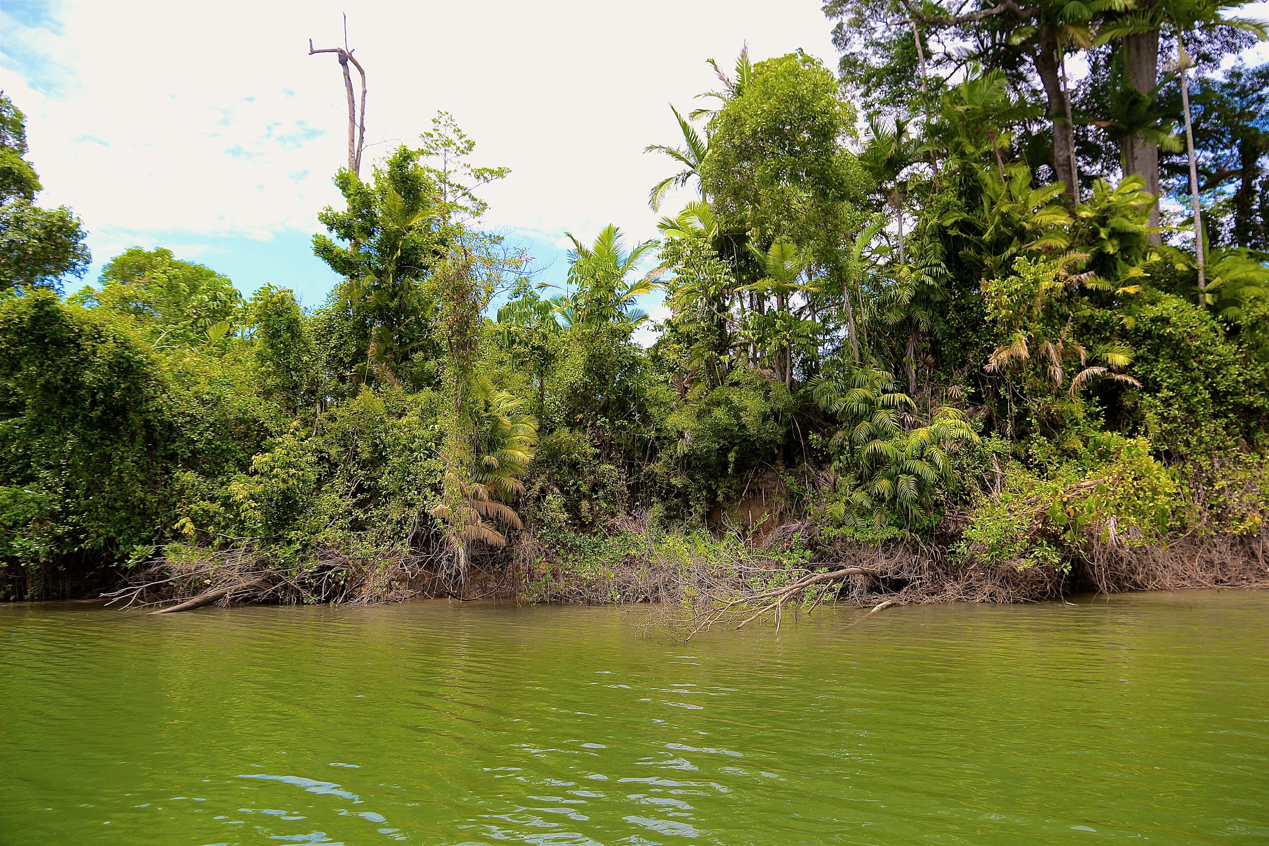 DAINTREE RAINFOREST